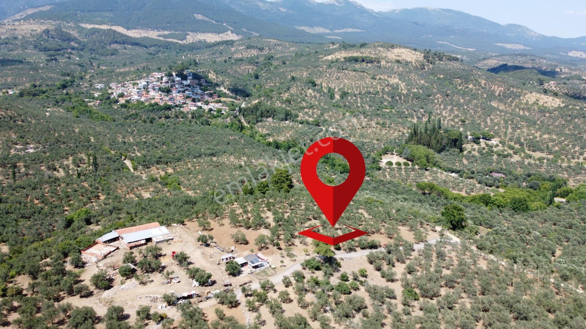 ▀▄mera Emlaktan Dereli Köyüne Yakın 15.500 M2 Müstakil Zeytinlik
