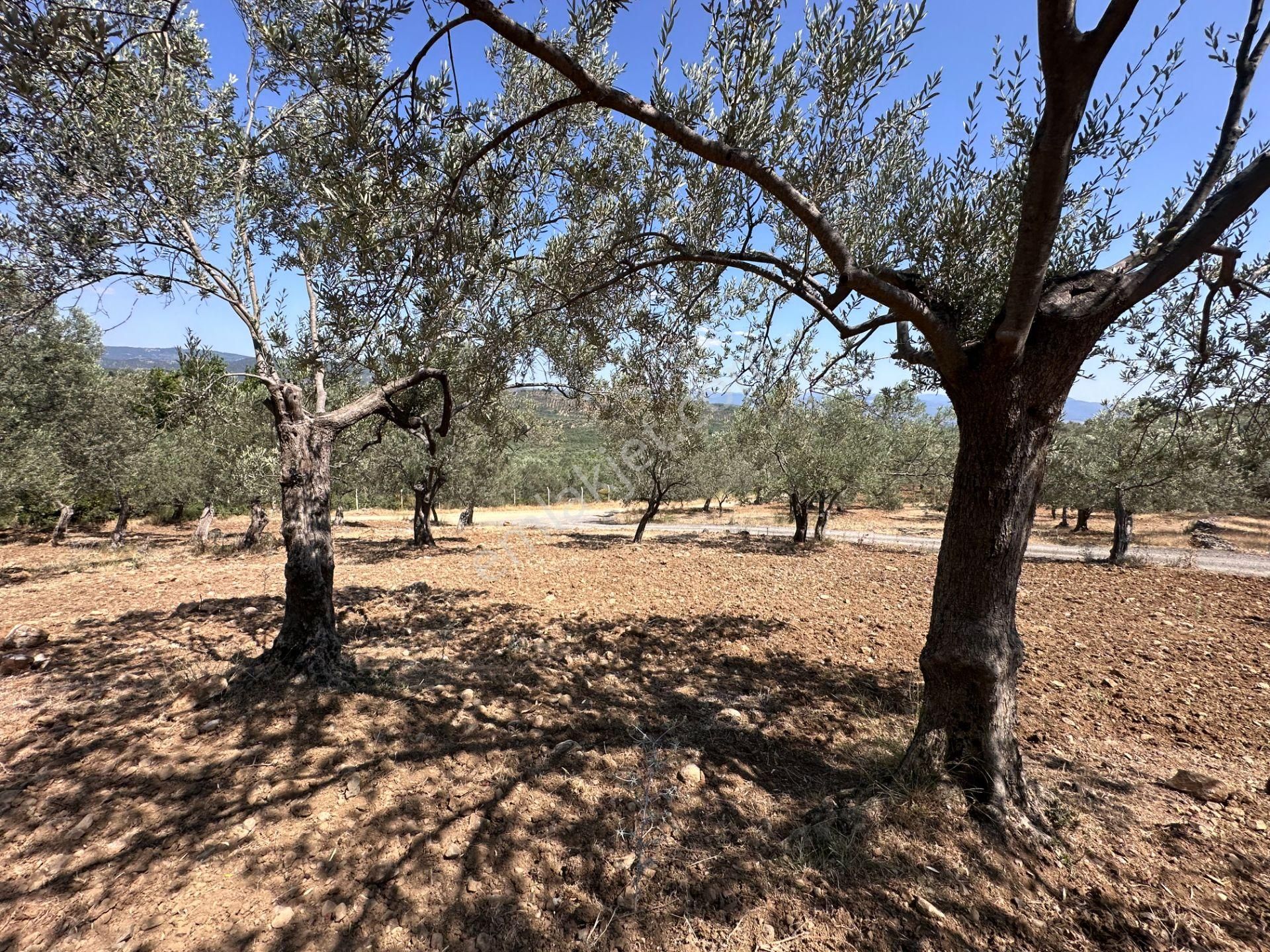 ▀▄mera Emlaktan Dereli Köyüne Yakın 15.500 M2 Müstakil Zeytinlik - Görsel 28