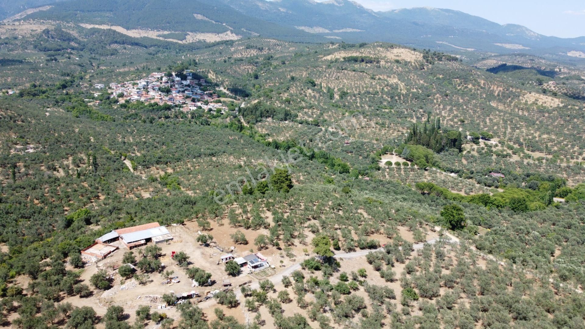 ▀▄mera Emlaktan Dereli Köyüne Yakın 15.500 M2 Müstakil Zeytinlik - Görsel 14