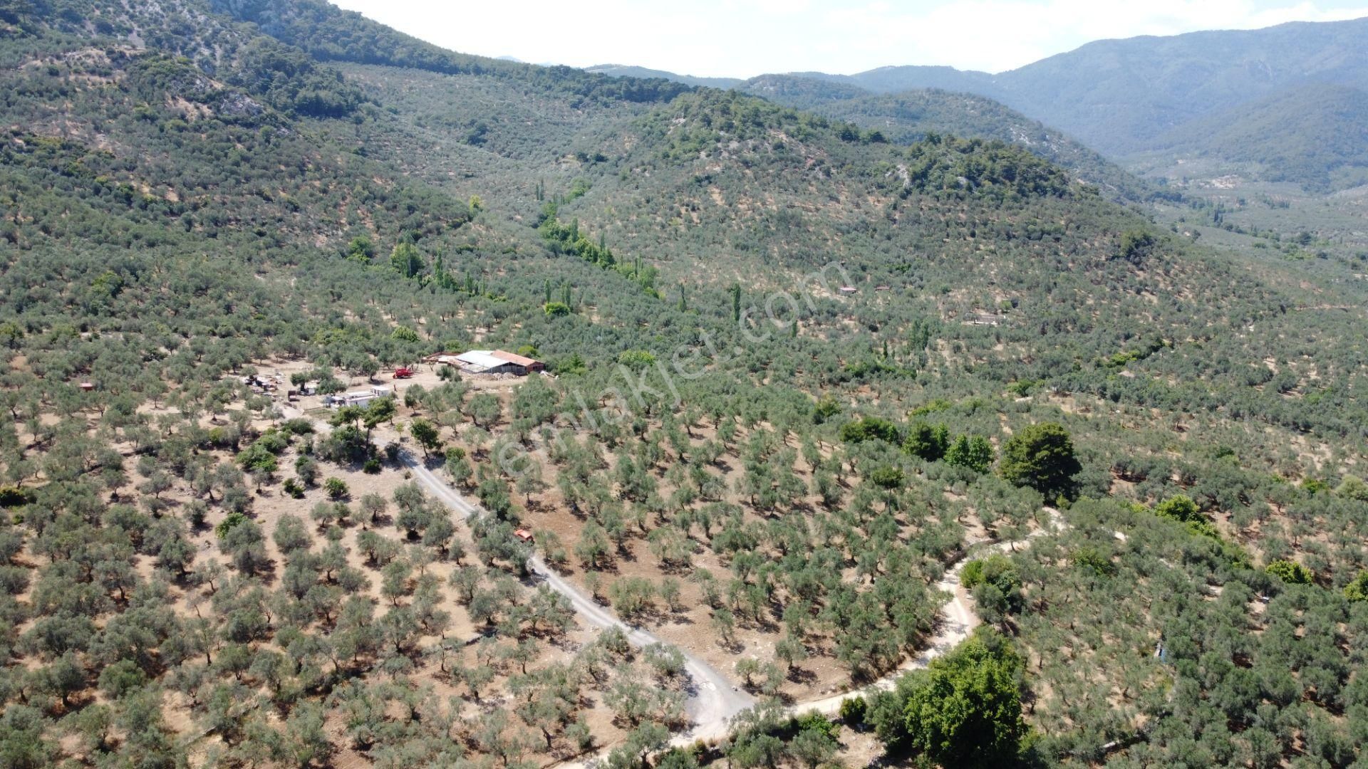 ▀▄mera Emlaktan Dereli Köyüne Yakın 15.500 M2 Müstakil Zeytinlik - Görsel 4