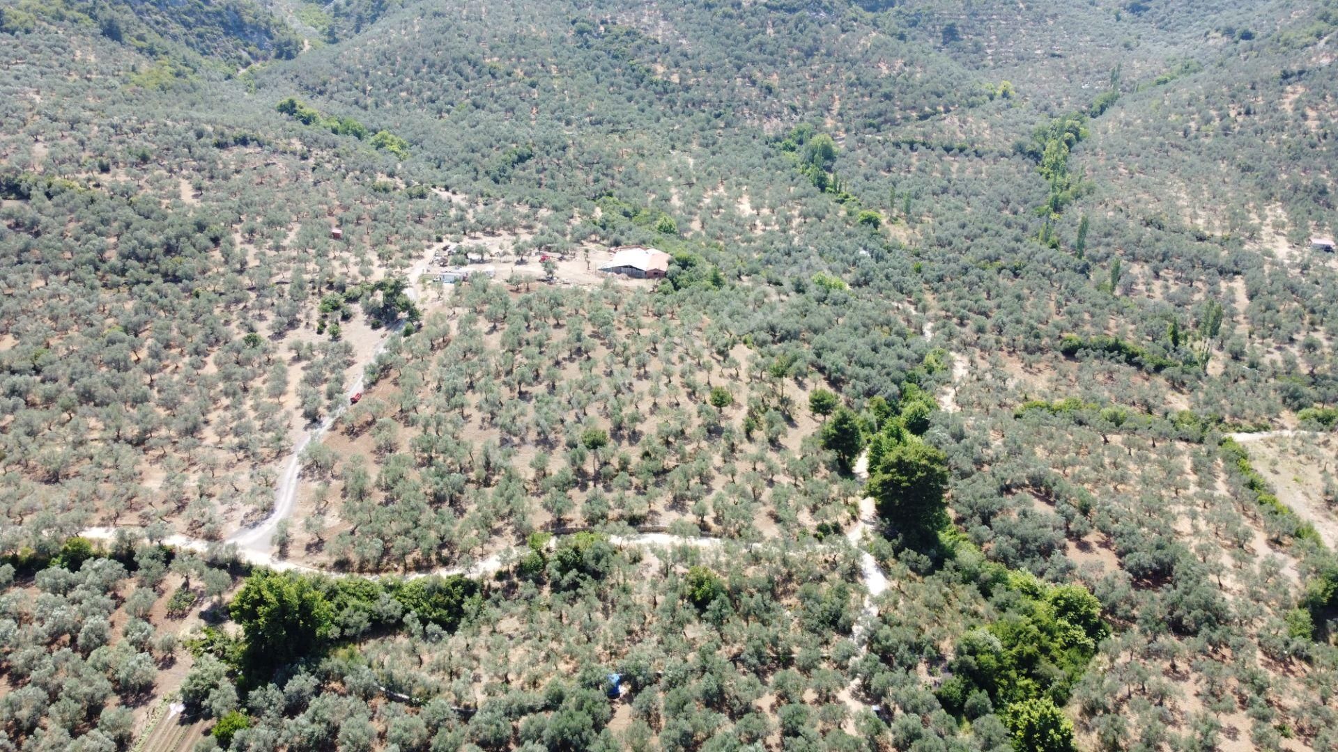 ▀▄mera Emlaktan Dereli Köyüne Yakın 15.500 M2 Müstakil Zeytinlik - Görsel 20