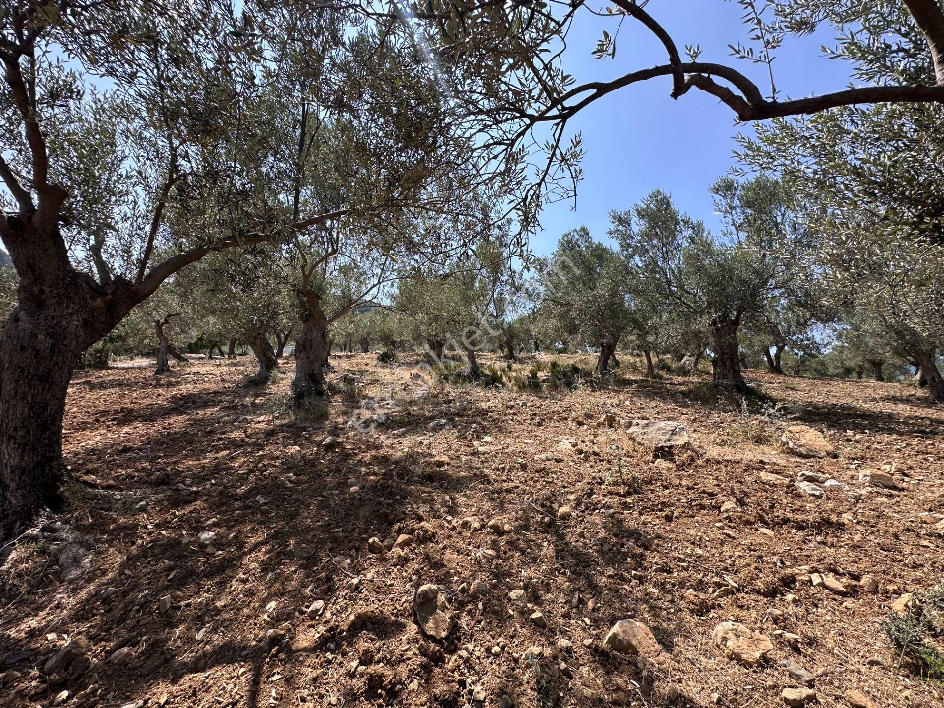 ▀▄mera Emlaktan Dereli Köyüne Yakın 15.500 M2 Müstakil Zeytinlik - Görsel 25