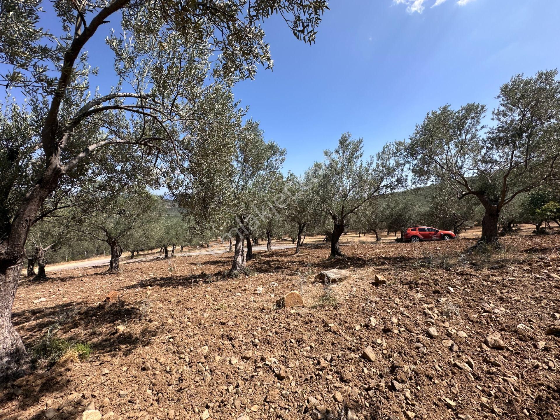 ▀▄mera Emlaktan Dereli Köyüne Yakın 15.500 M2 Müstakil Zeytinlik - Görsel 21
