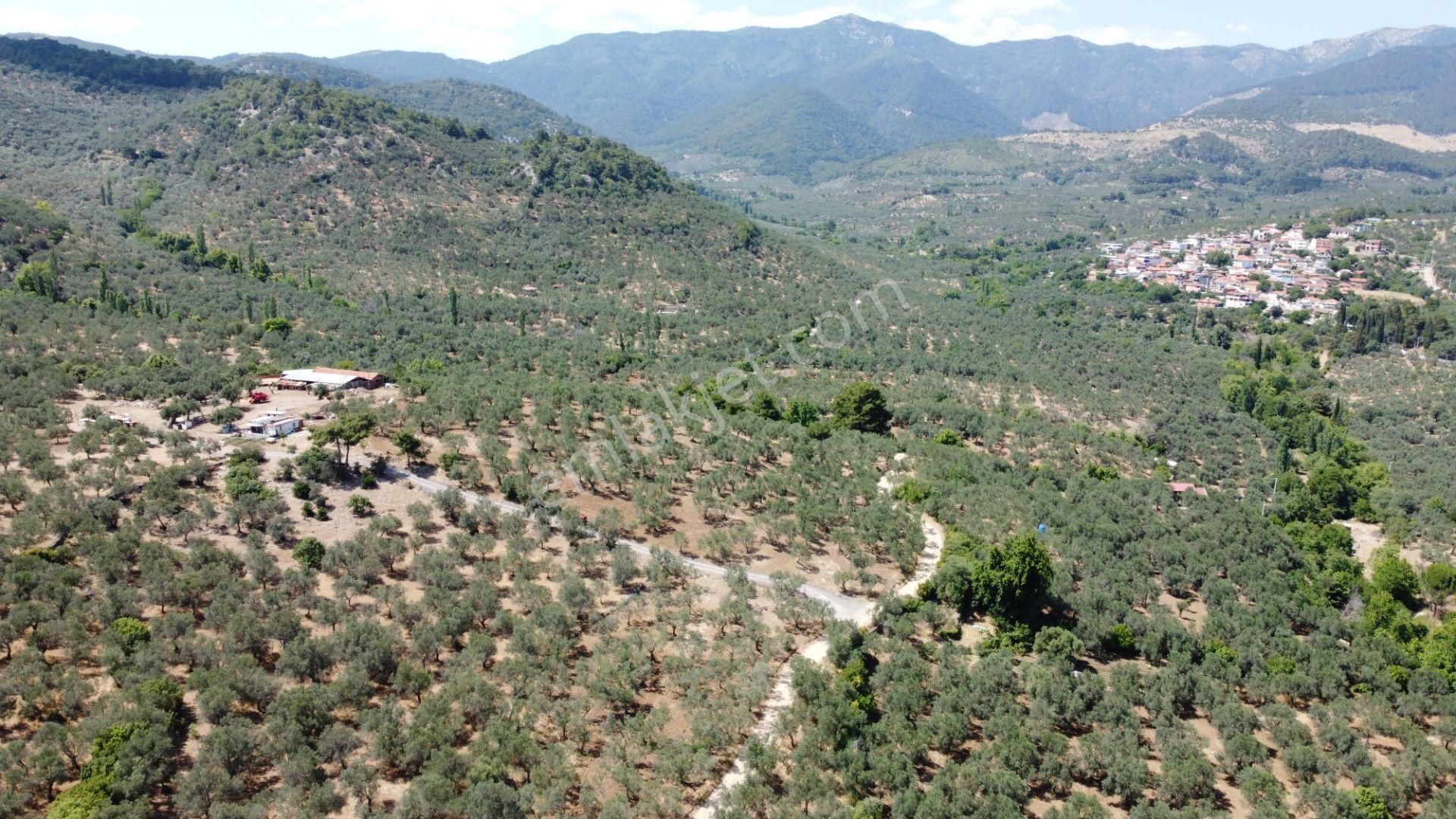 ▀▄mera Emlaktan Dereli Köyüne Yakın 15.500 M2 Müstakil Zeytinlik - Görsel 6
