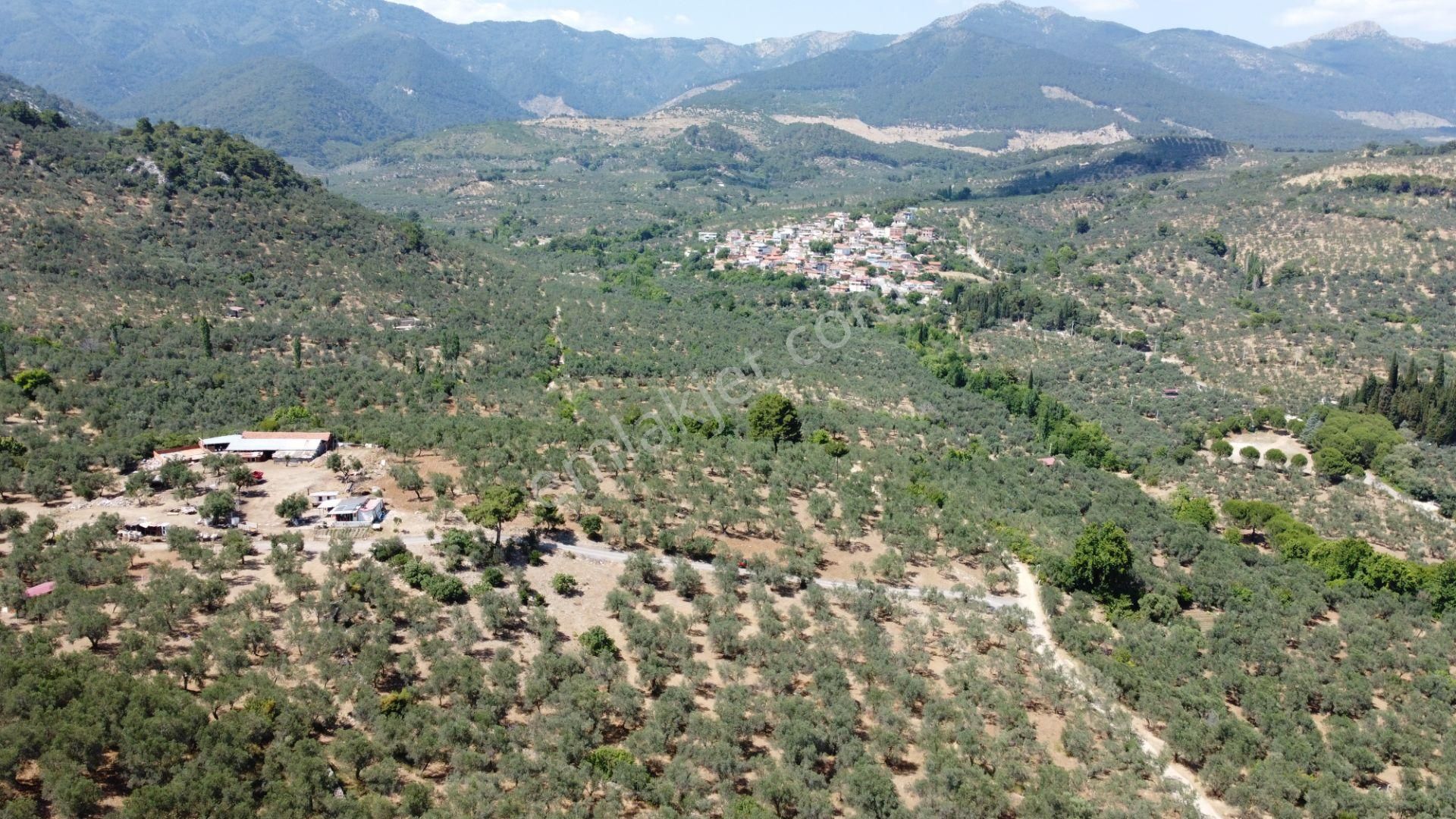 ▀▄mera Emlaktan Dereli Köyüne Yakın 15.500 M2 Müstakil Zeytinlik - Görsel 11