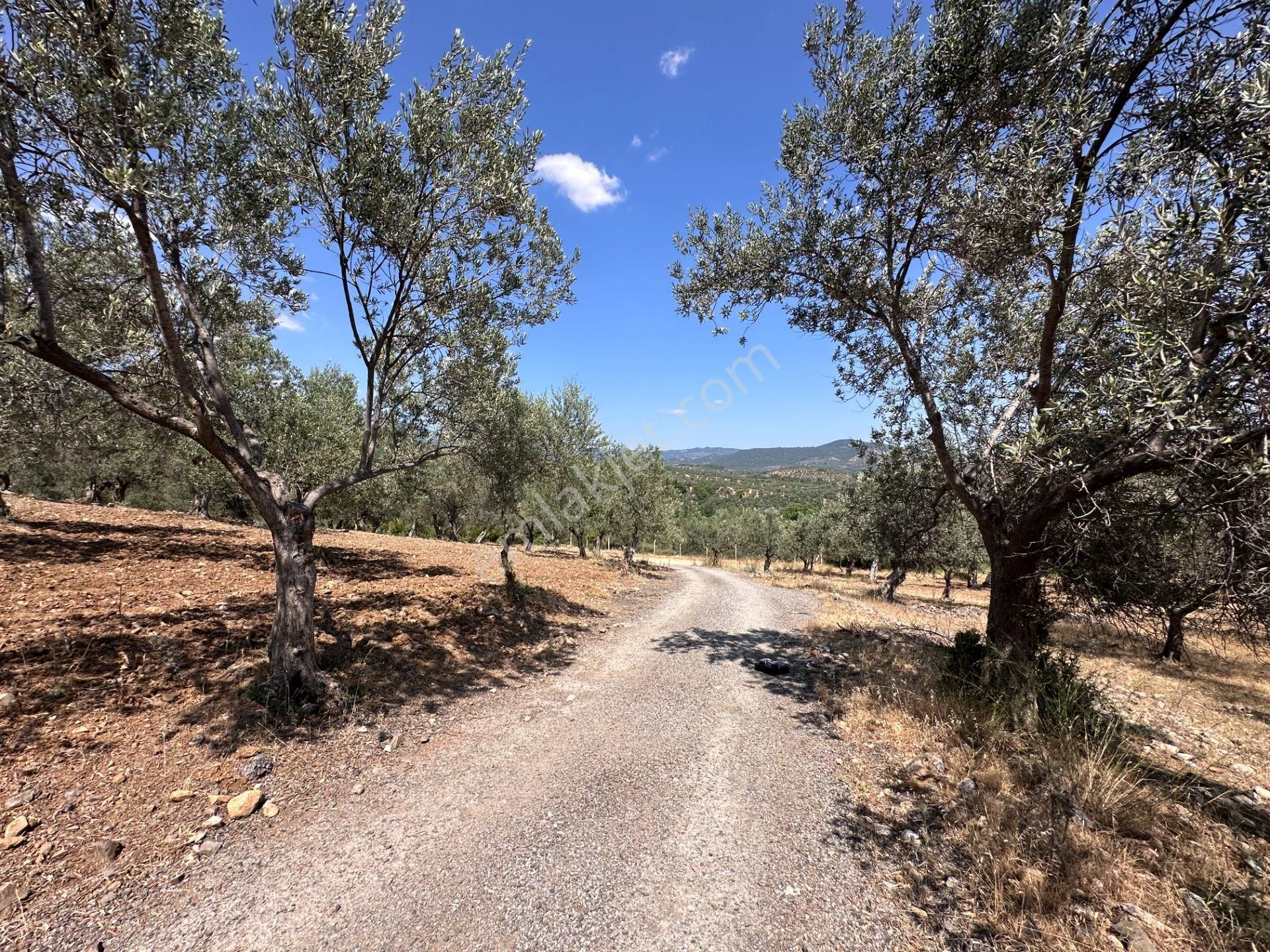 ▀▄mera Emlaktan Dereli Köyüne Yakın 15.500 M2 Müstakil Zeytinlik - Görsel 32