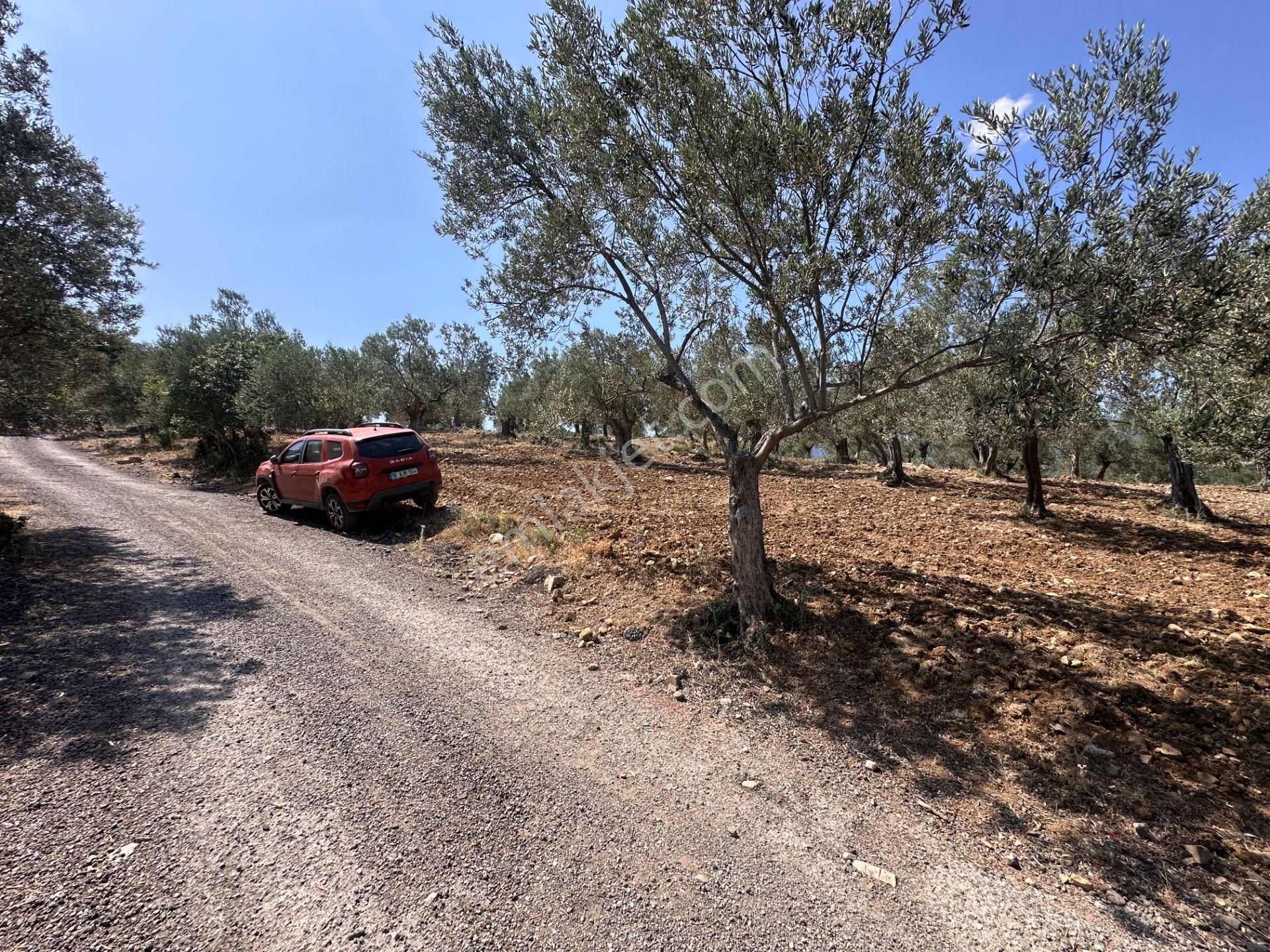 ▀▄mera Emlaktan Dereli Köyüne Yakın 15.500 M2 Müstakil Zeytinlik - Görsel 33
