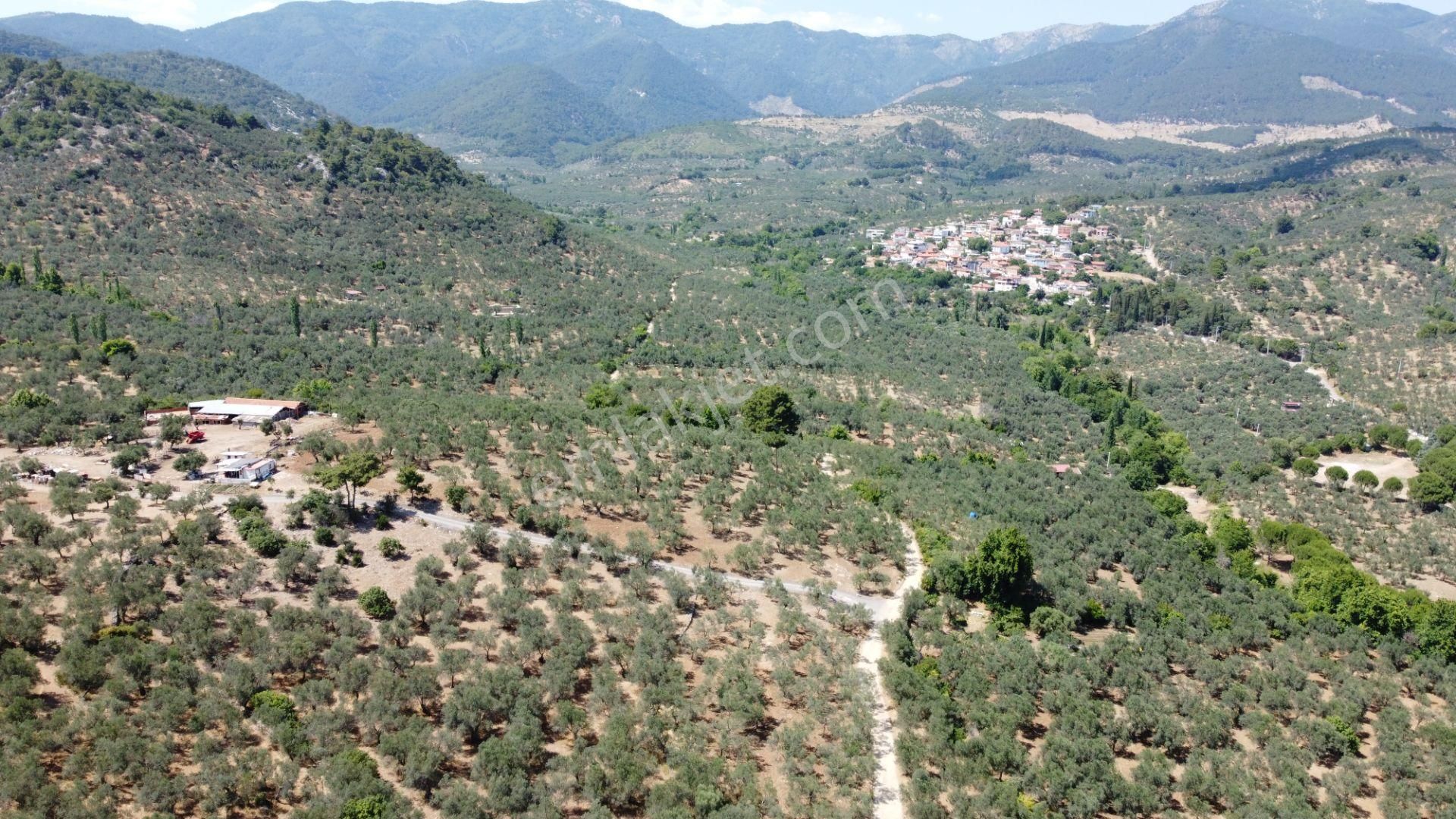 ▀▄mera Emlaktan Dereli Köyüne Yakın 15.500 M2 Müstakil Zeytinlik - Görsel 9