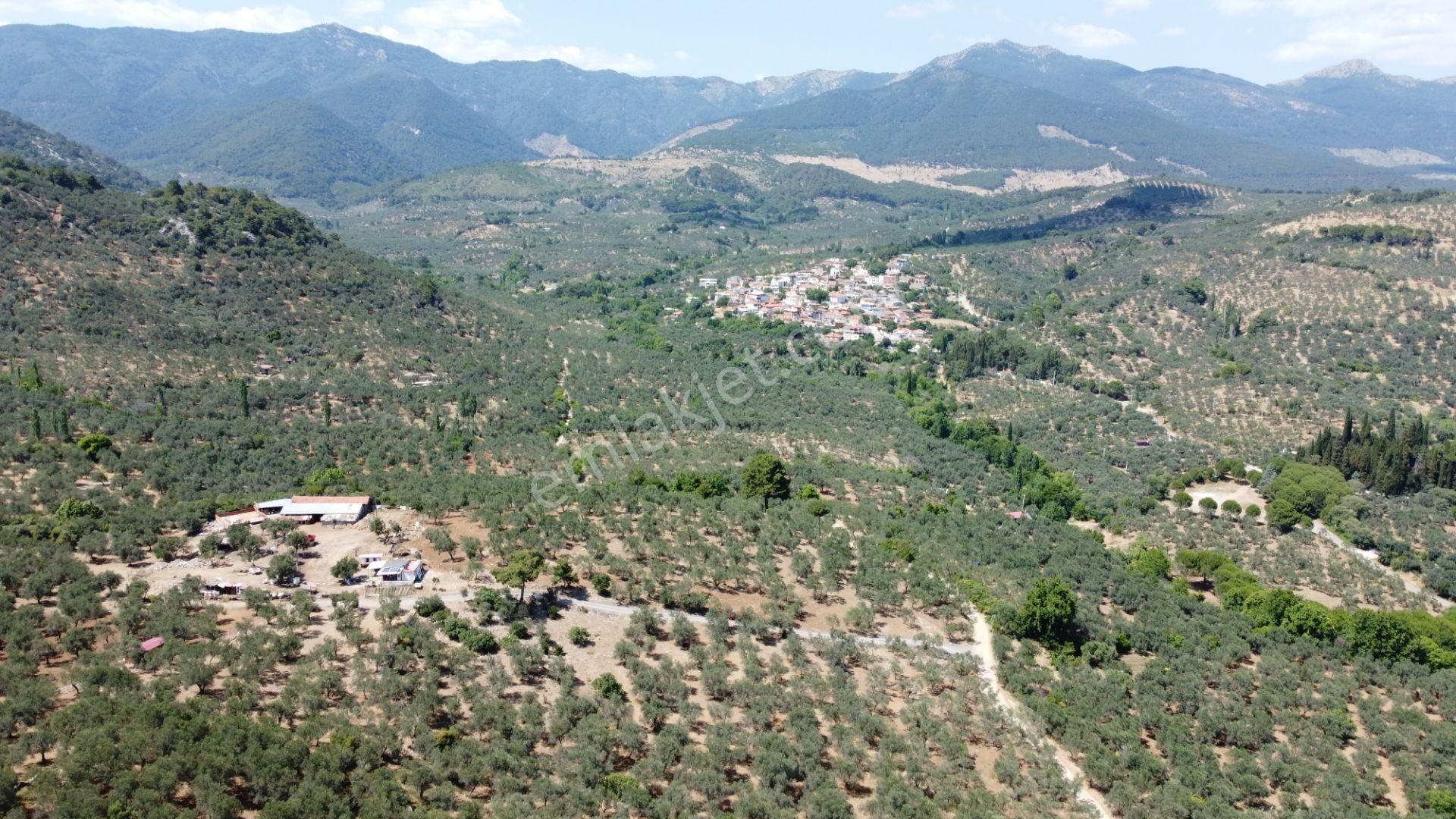 ▀▄mera Emlaktan Dereli Köyüne Yakın 15.500 M2 Müstakil Zeytinlik - Görsel 12