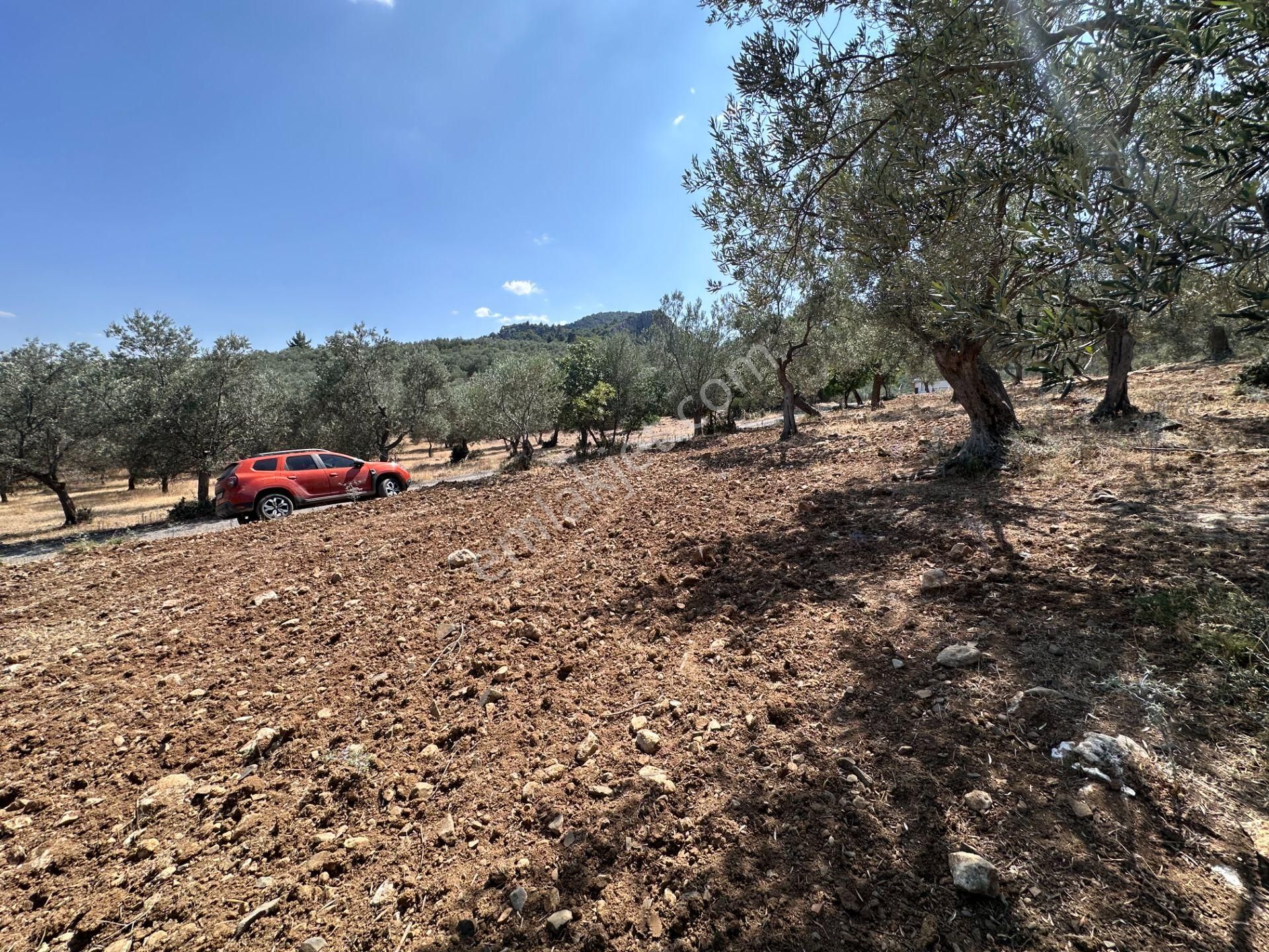 ▀▄mera Emlaktan Dereli Köyüne Yakın 15.500 M2 Müstakil Zeytinlik - Görsel 23