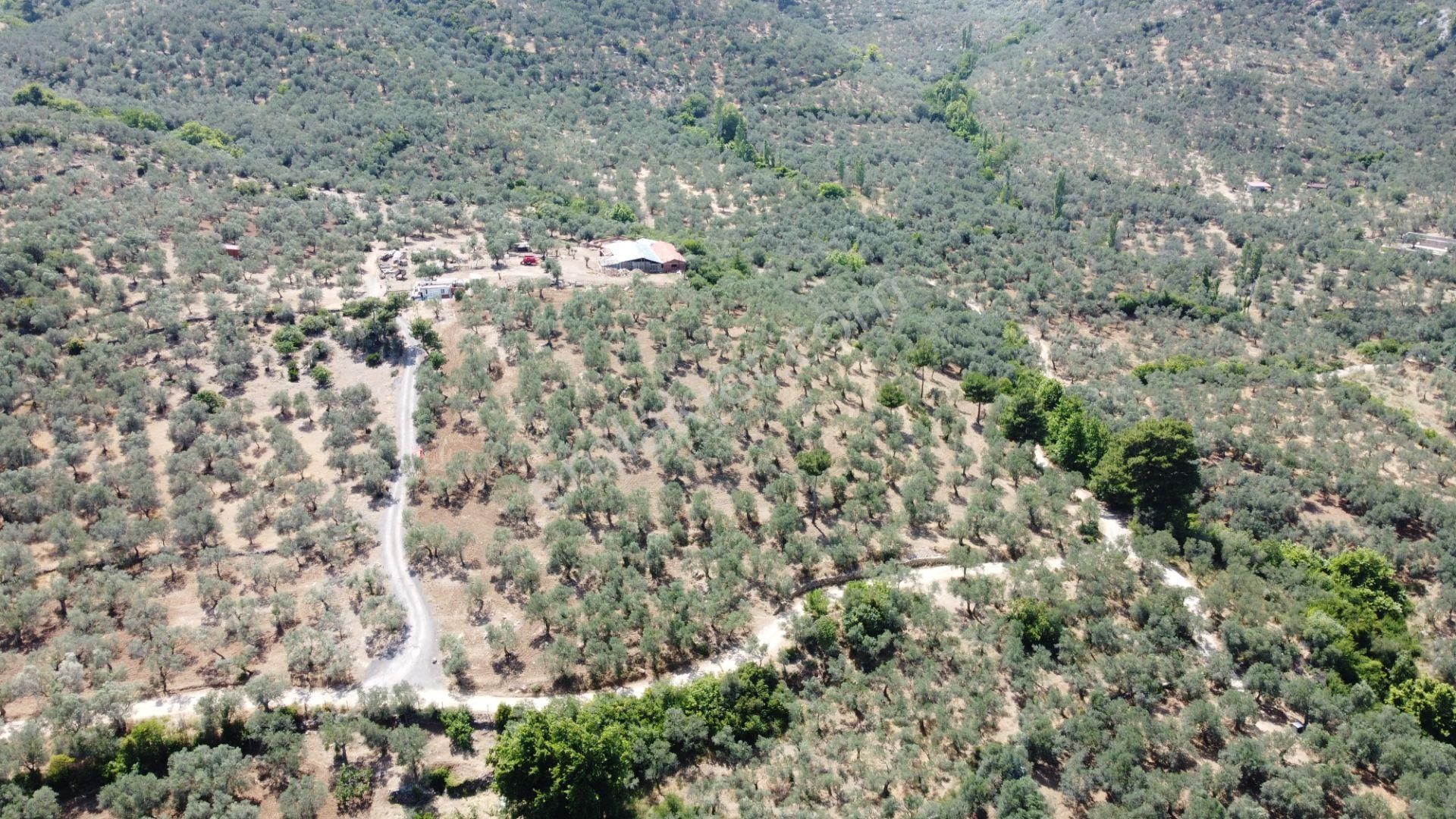 ▀▄mera Emlaktan Dereli Köyüne Yakın 15.500 M2 Müstakil Zeytinlik - Görsel 17