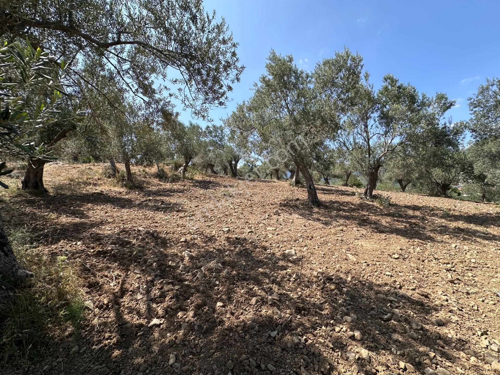 ▀▄mera Emlaktan Dereli Köyüne Yakın 15.500 M2 Müstakil Zeytinlik - Görsel 10