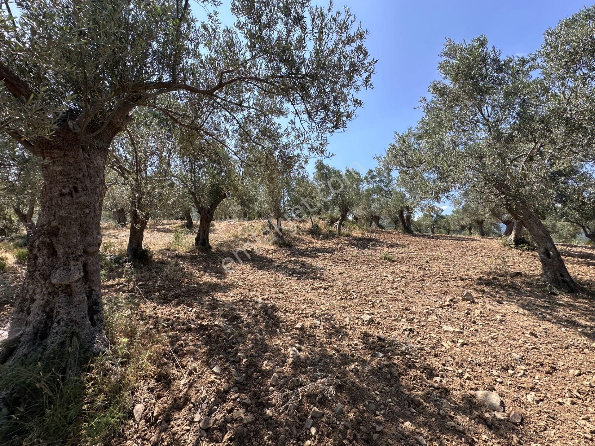 ▀▄mera Emlaktan Dereli Köyüne Yakın 15.500 M2 Müstakil Zeytinlik - Görsel 15
