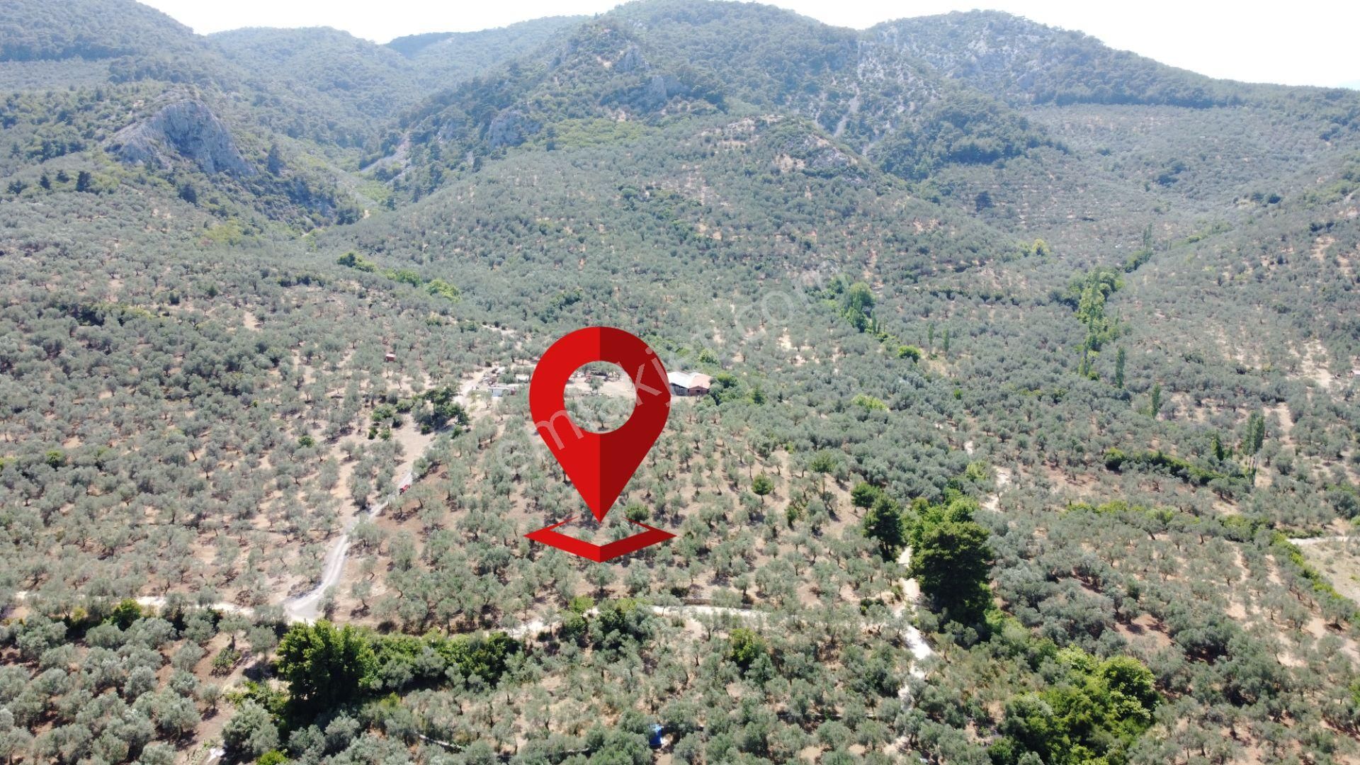 ▀▄mera Emlaktan Dereli Köyüne Yakın 15.500 M2 Müstakil Zeytinlik - Görsel 3
