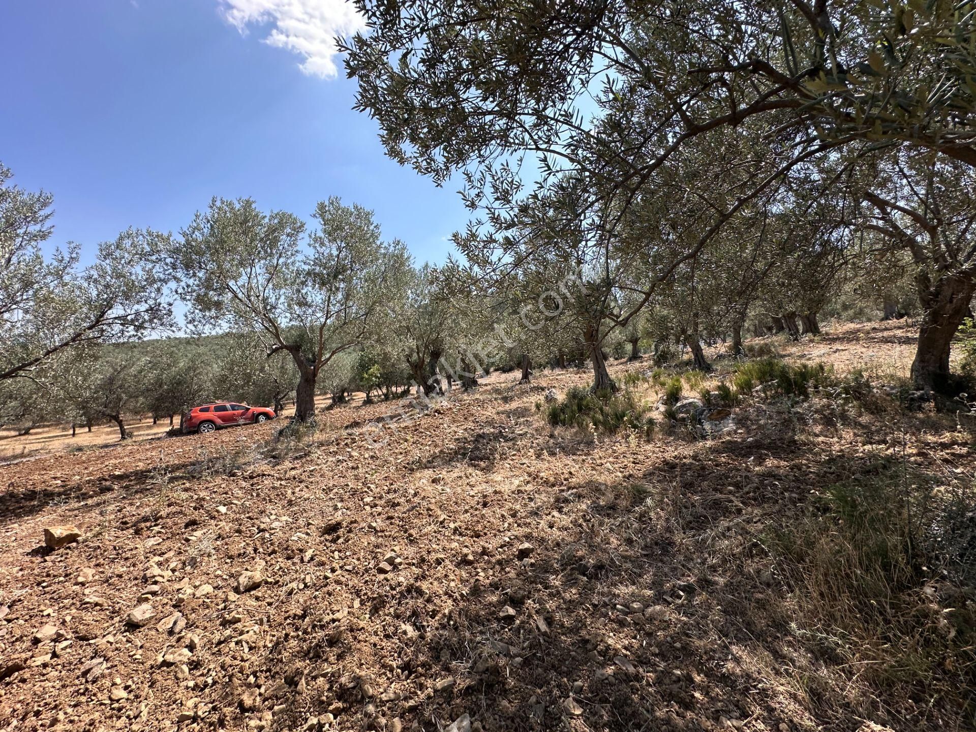 ▀▄mera Emlaktan Dereli Köyüne Yakın 15.500 M2 Müstakil Zeytinlik - Görsel 22