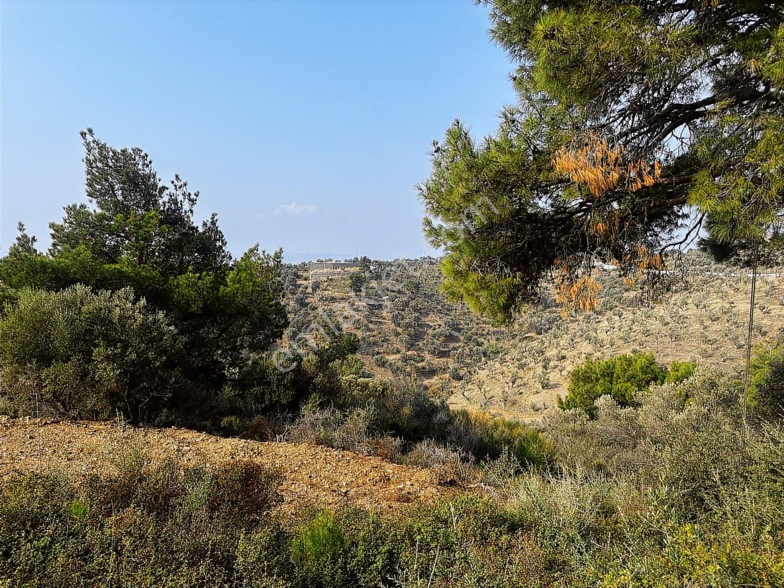 Seferihisar Turabiyem Satılık Zeytinlik Arazi - Görsel 3