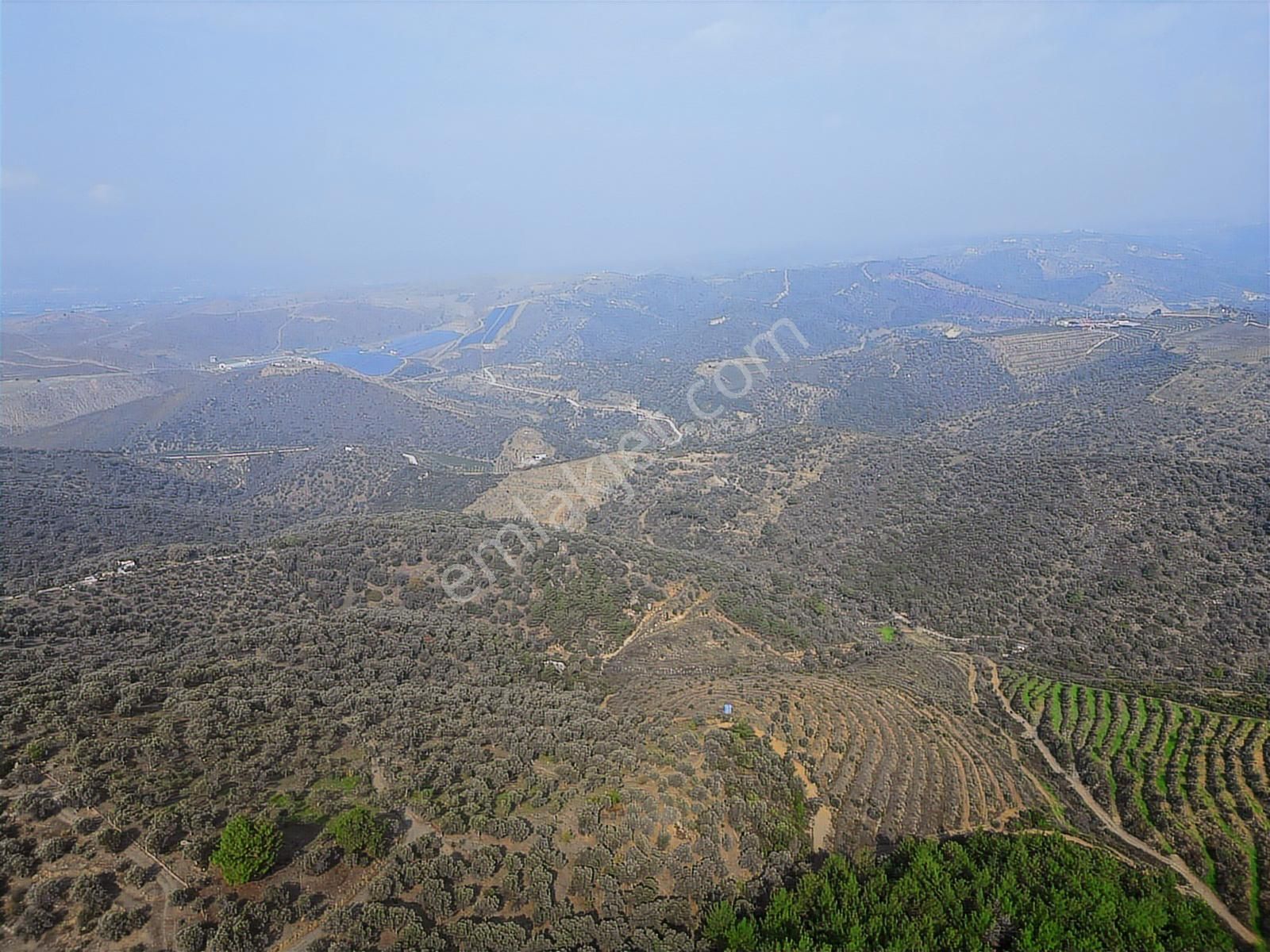 Seferihisar Turabiyem Satılık Zeytinlik Arazi - Görsel 8