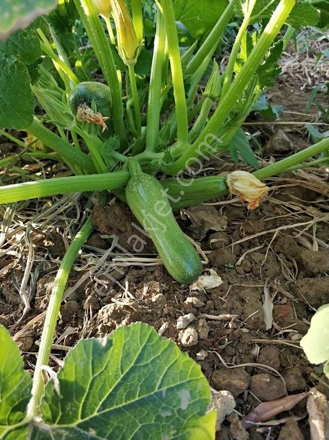 Satılık 3000 M2 Villa İmarlı Arsa 0.40 Emsal 2 Kat İmarlı Eşsiz - Görsel 3