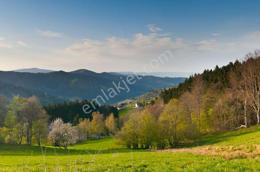 1200 M2 Ormana Cepheli Arsa Doğa İle Başbaşa İmarlı