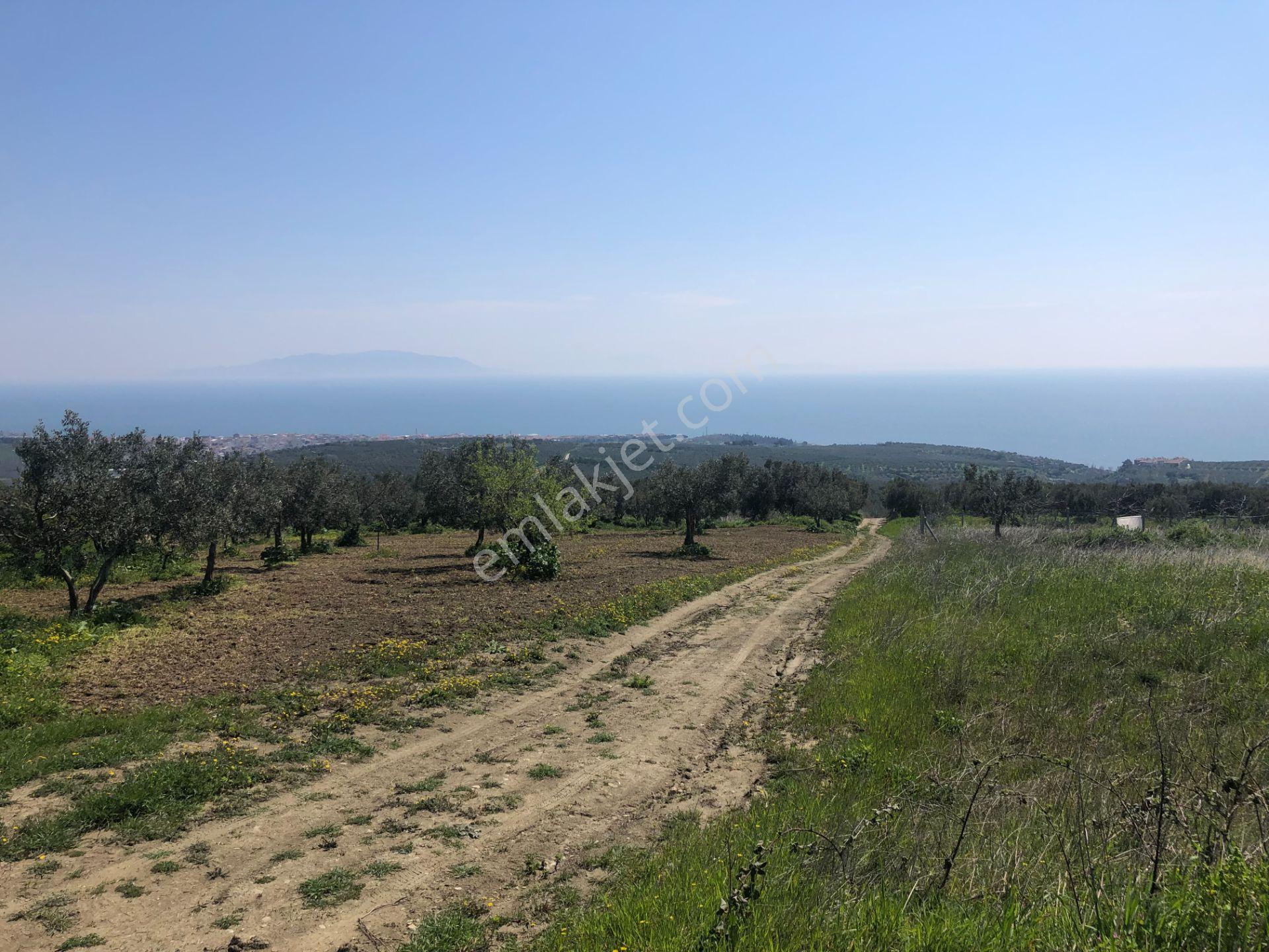 Tekirdağ Şarköy Mürefte De İmarlı İfrazlı 240 M2 Arsa - Görsel 21