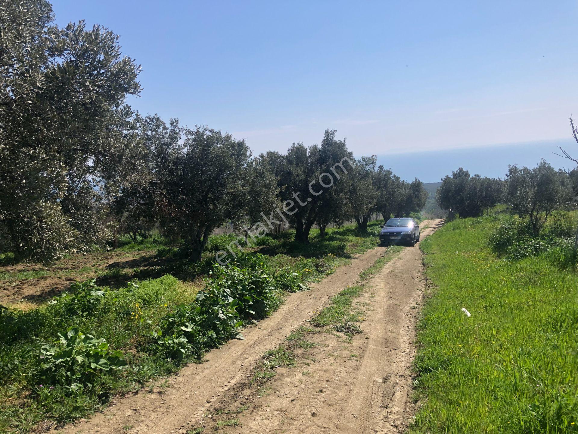 Tekirdağ Şarköy Mürefte De İmarlı İfrazlı 240 M2 Arsa - Görsel 9