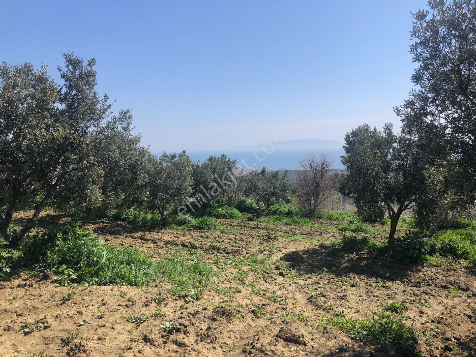 Tekirdağ Şarköy Mürefte De İmarlı İfrazlı 240 M2 Arsa - Görsel 11