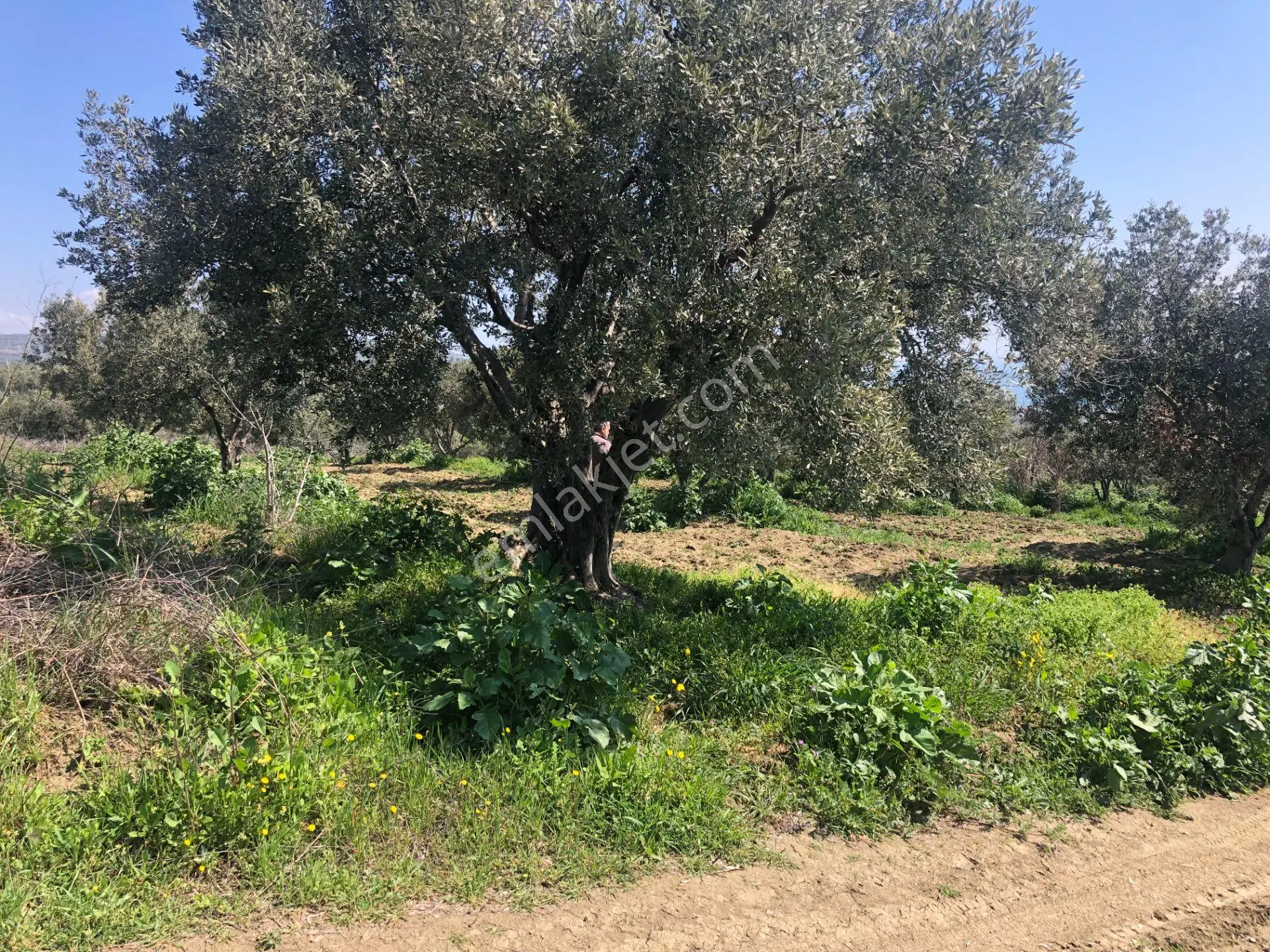 Tekirdağ Şarköy Mürefte De İmarlı İfrazlı 240 M2 Arsa
