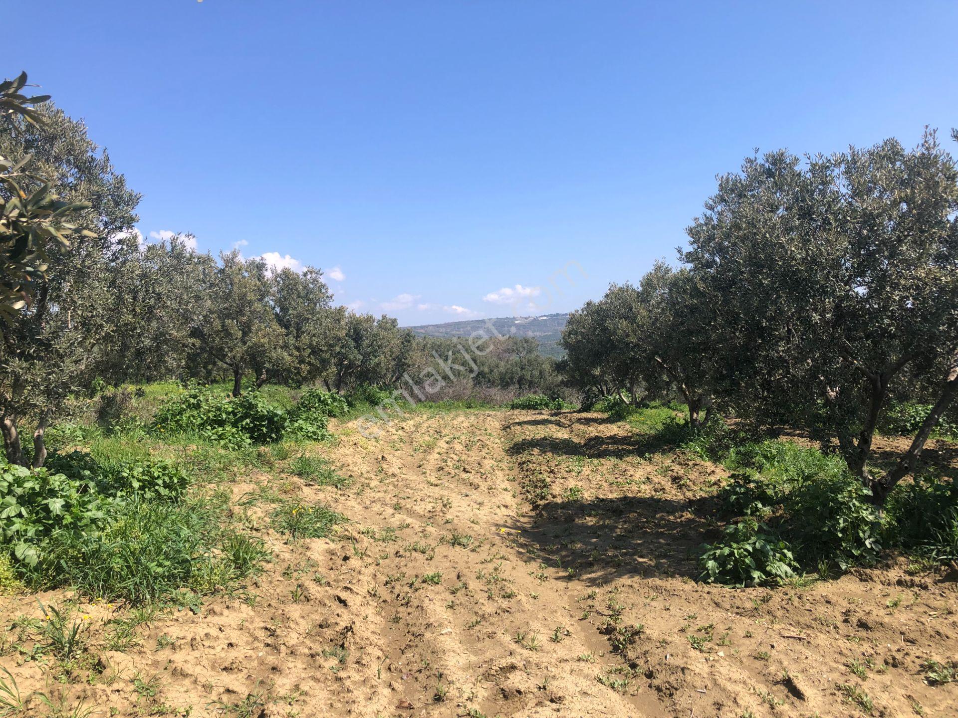 Tekirdağ Şarköy Mürefte De İmarlı İfrazlı 240 M2 Arsa - Görsel 14