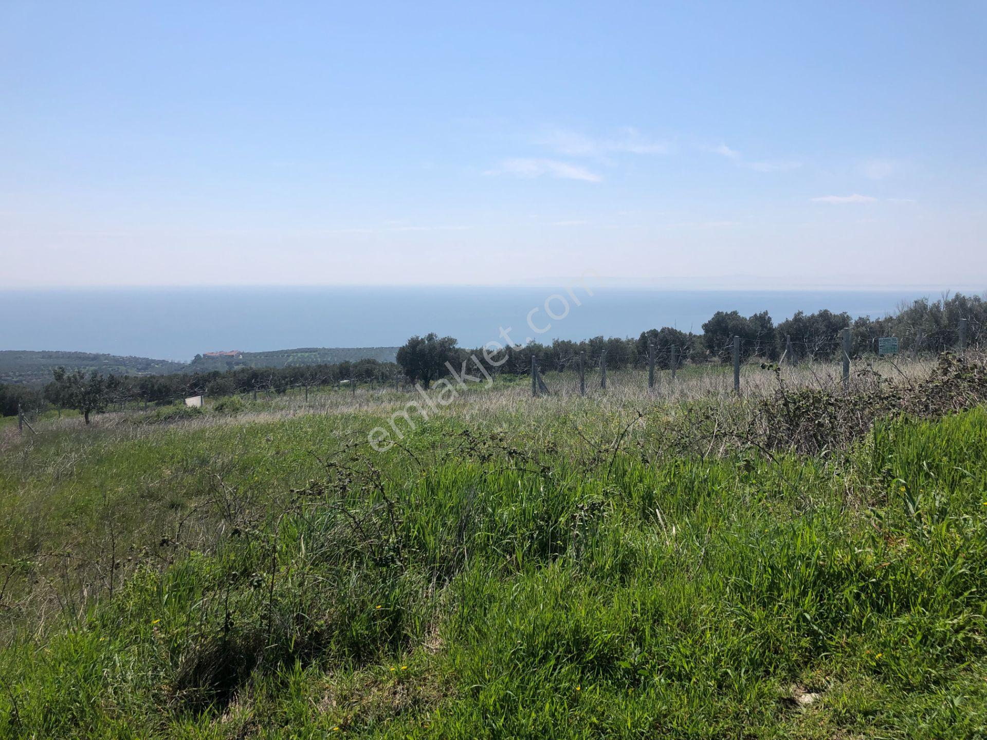 Tekirdağ Şarköy Mürefte De İmarlı İfrazlı 240 M2 Arsa - Görsel 19