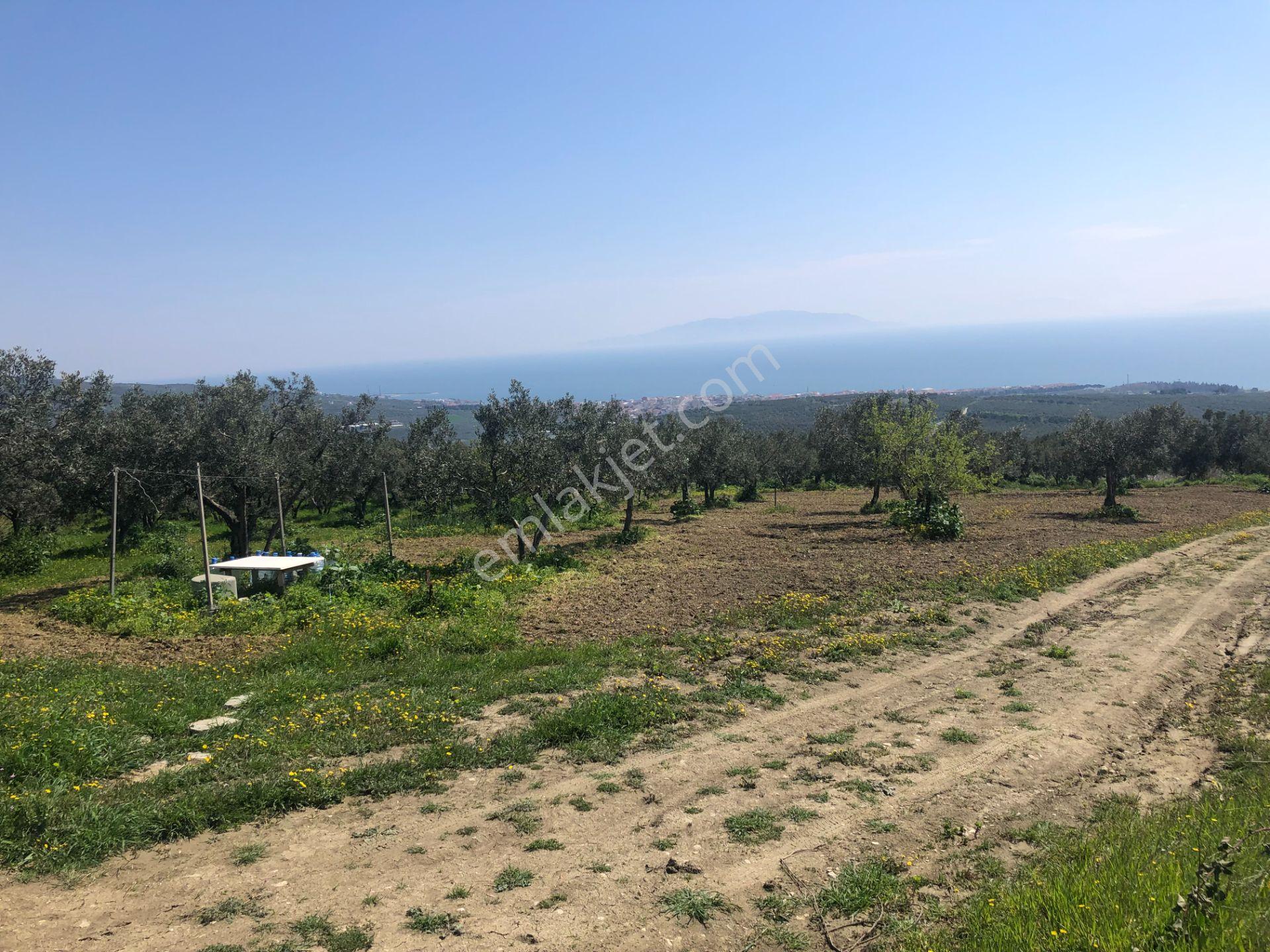 Tekirdağ Şarköy Mürefte De İmarlı İfrazlı 240 M2 Arsa - Görsel 20