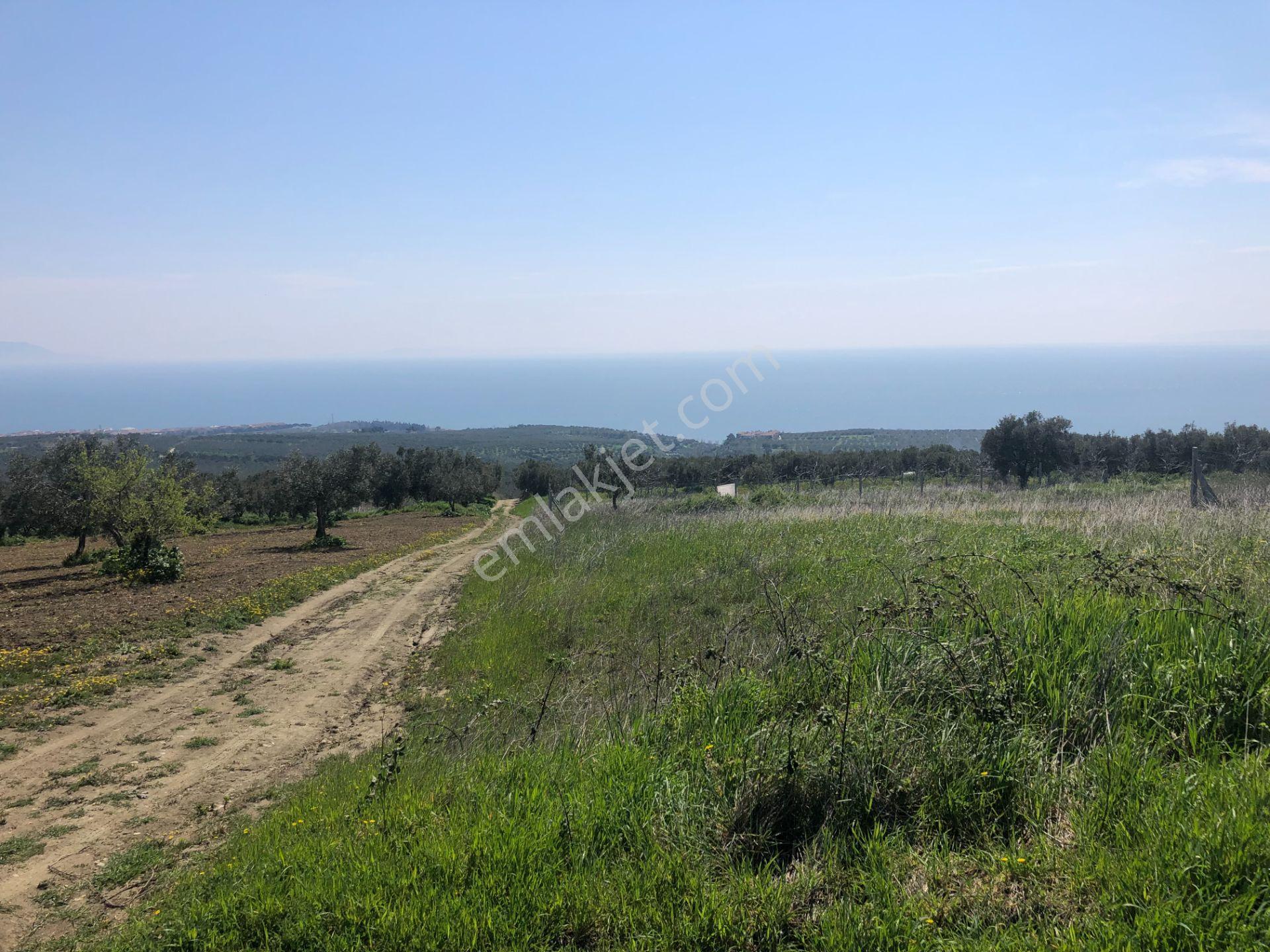 Tekirdağ Şarköy Mürefte De İmarlı İfrazlı 240 M2 Arsa - Görsel 18