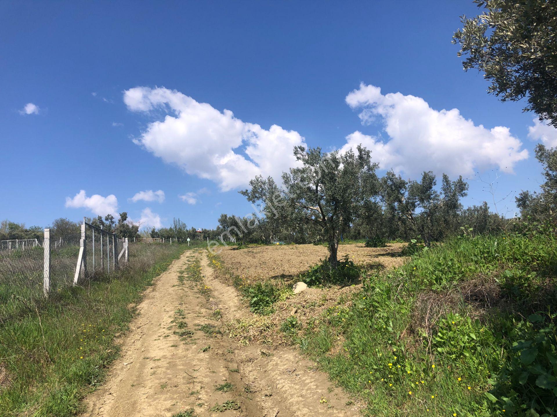 Tekirdağ Şarköy Mürefte De İmarlı İfrazlı 240 M2 Arsa - Görsel 15