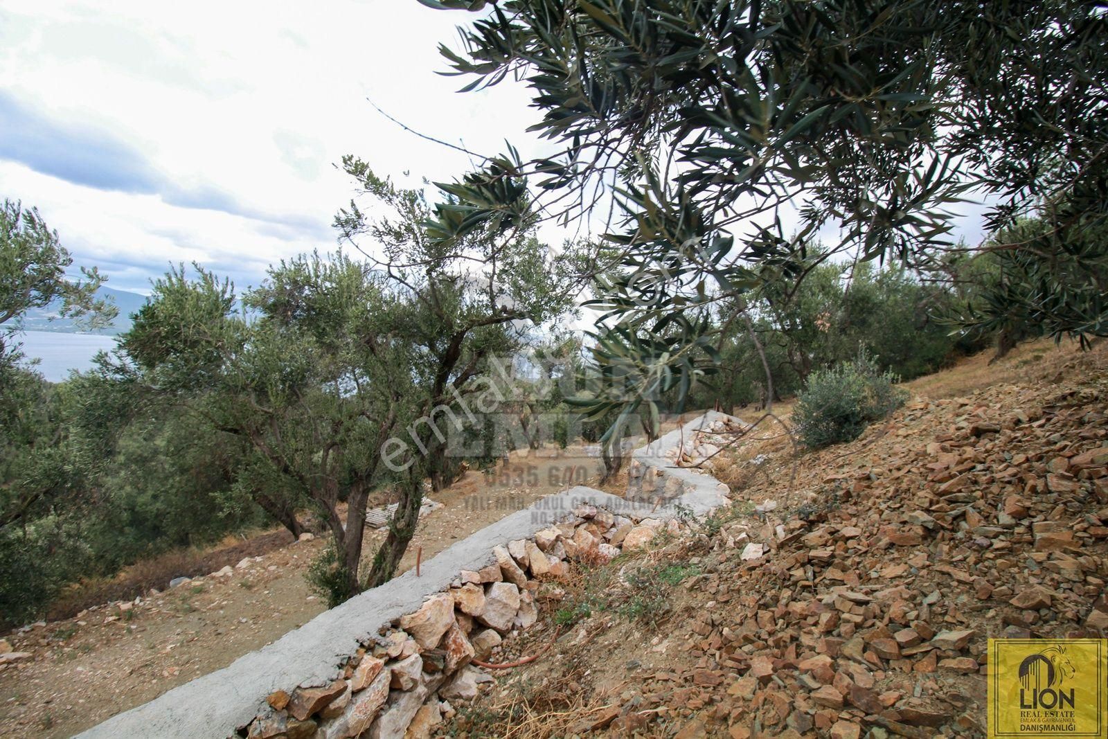 🟨⬛lıon Emlak'tan Bandırma Edincik'te Satılık 5672 M² Deniz Manzaralı Zeytinlik ⬛🟨 - Görsel 27