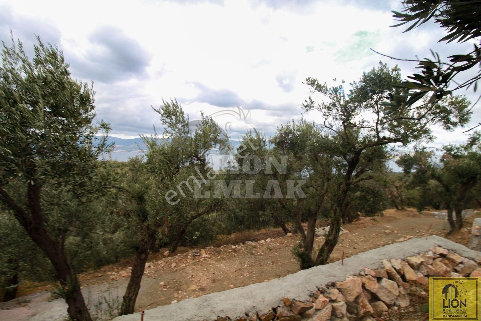 🟨⬛lıon Emlak'tan Bandırma Edincik'te Satılık 5672 M² Deniz Manzaralı Zeytinlik ⬛🟨 - Görsel 26