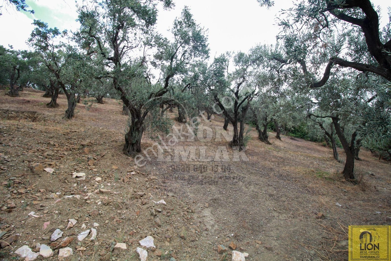 🟨⬛lıon Emlak'tan Bandırma Edincik'te Satılık 5672 M² Deniz Manzaralı Zeytinlik ⬛🟨 - Görsel 25