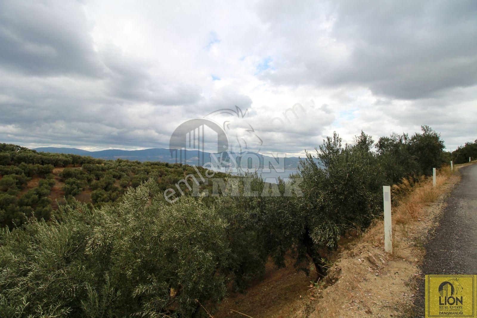 🟨⬛lıon Emlak'tan Bandırma Edincik'te Satılık 5672 M² Deniz Manzaralı Zeytinlik ⬛🟨 - Görsel 9