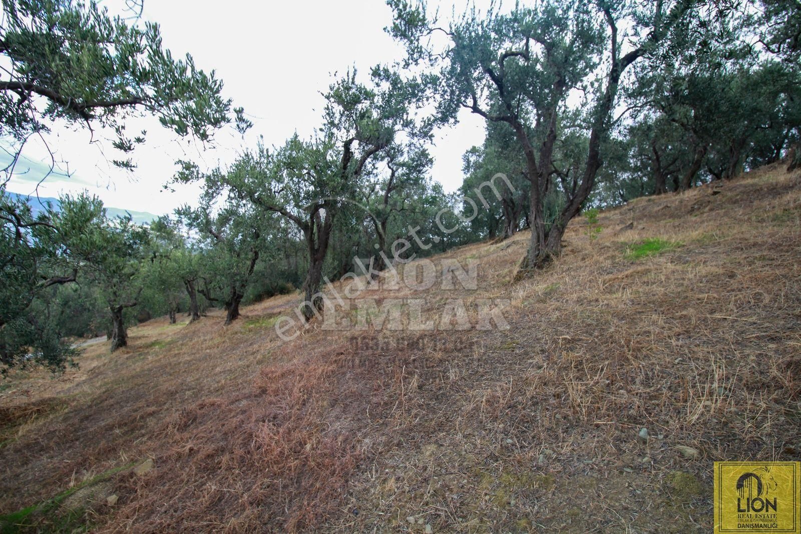🟨⬛lıon Emlak'tan Bandırma Edincik'te Satılık 5672 M² Deniz Manzaralı Zeytinlik ⬛🟨 - Görsel 31