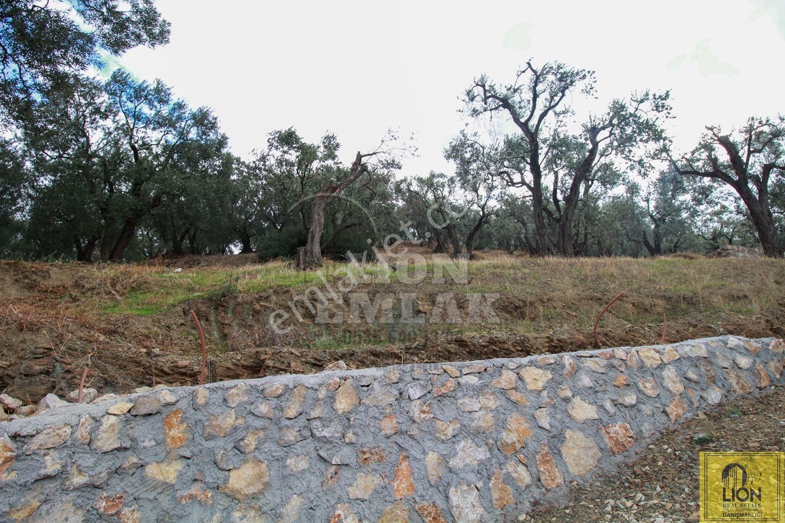 🟨⬛lıon Emlak'tan Bandırma Edincik'te Satılık 5672 M² Deniz Manzaralı Zeytinlik ⬛🟨 - Görsel 16