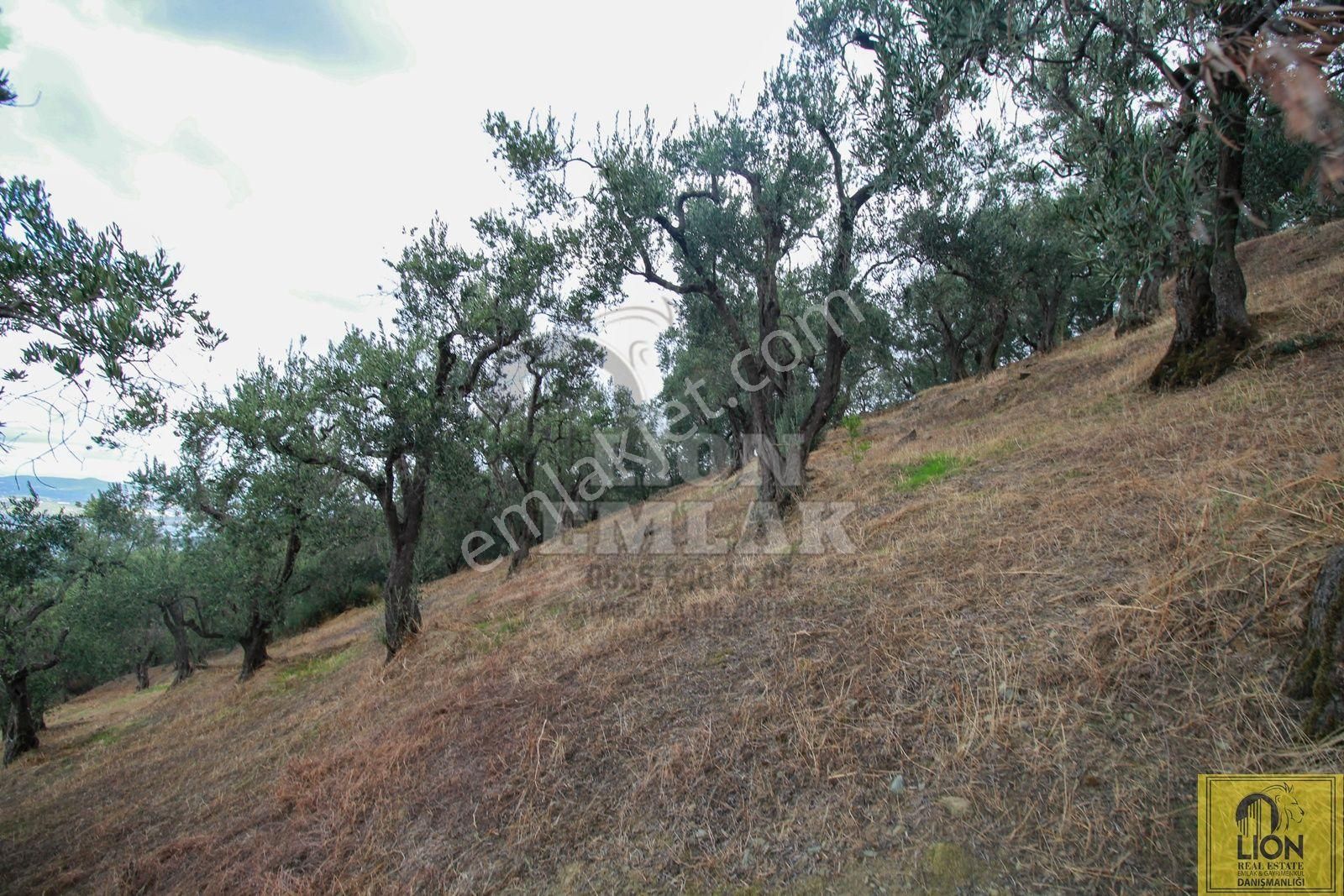 🟨⬛lıon Emlak'tan Bandırma Edincik'te Satılık 5672 M² Deniz Manzaralı Zeytinlik ⬛🟨 - Görsel 34