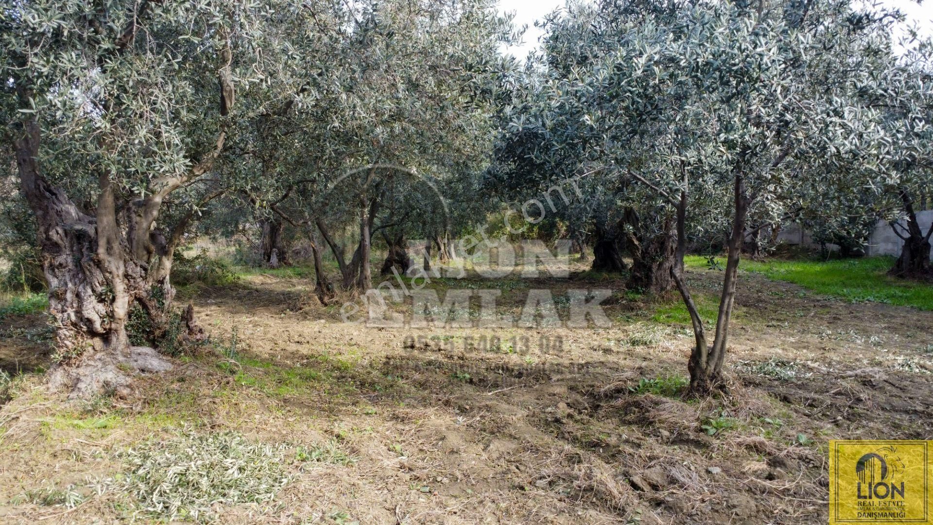 🟨⬛lıon Emlak'tan Erdek Narlı Mahallesinde Liverya Mevkiinde 645 M² Satılık Zeytinlik⬛🟨 - Görsel 22