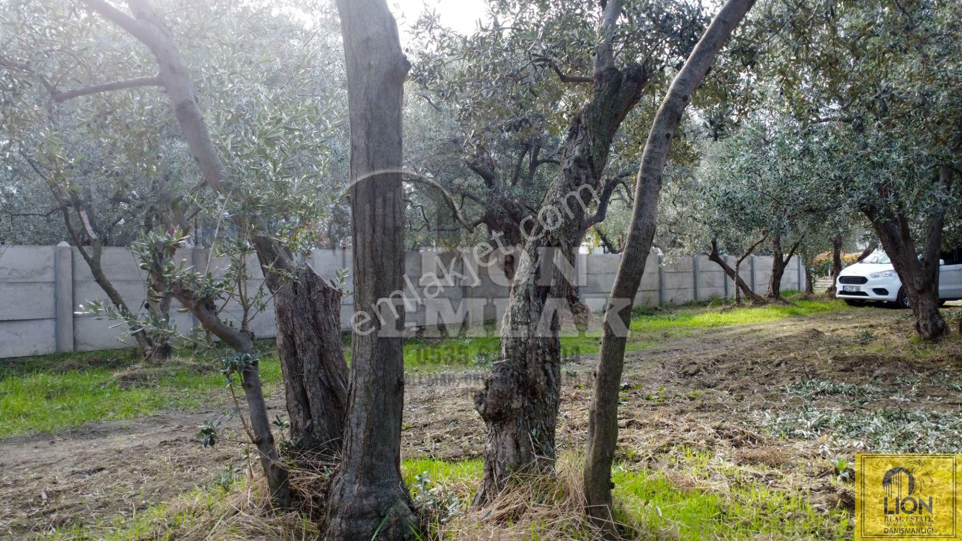 🟨⬛lıon Emlak'tan Erdek Narlı Mahallesinde Liverya Mevkiinde 645 M² Satılık Zeytinlik⬛🟨 - Görsel 25