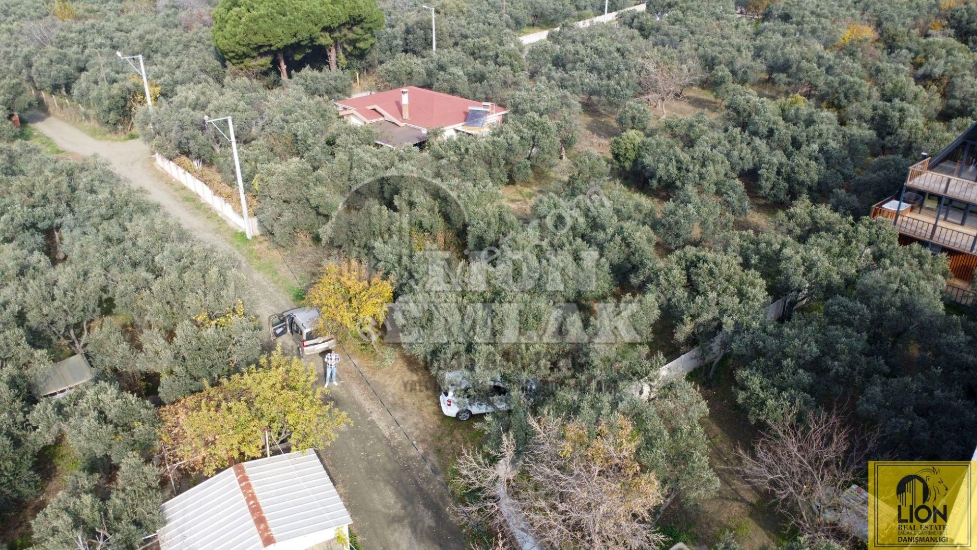 🟨⬛lıon Emlak'tan Erdek Narlı Mahallesinde Liverya Mevkiinde 645 M² Satılık Zeytinlik⬛🟨 - Görsel 17
