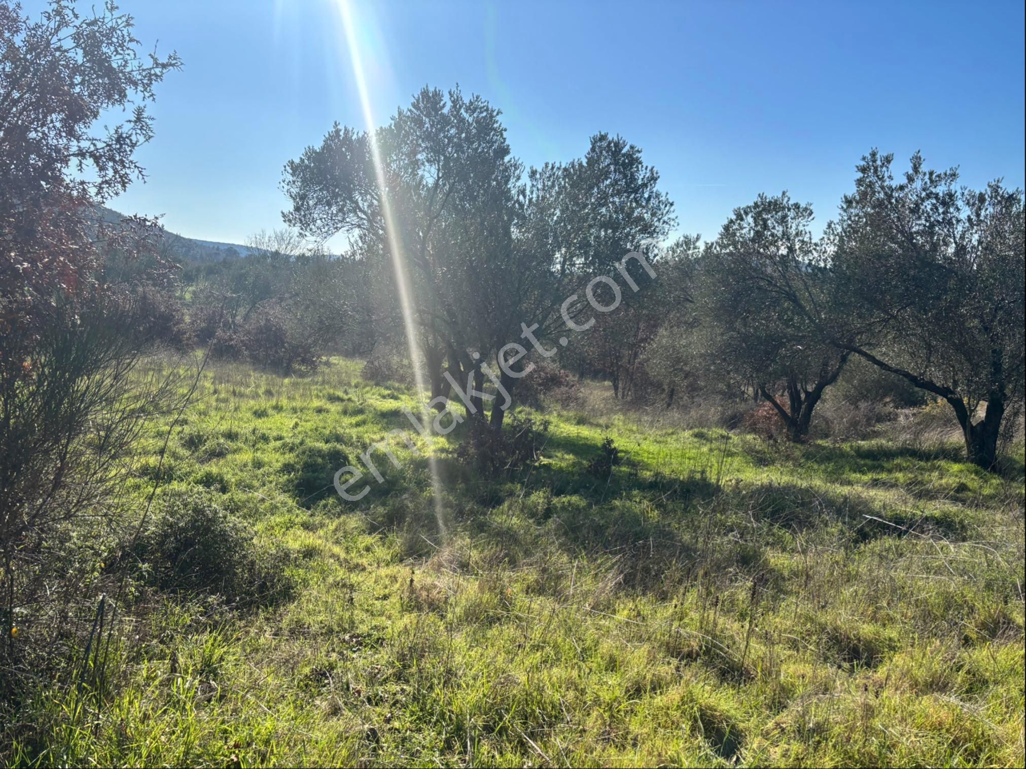 Satılık 4000 M² Zeytinli Tarla - Görsel 3