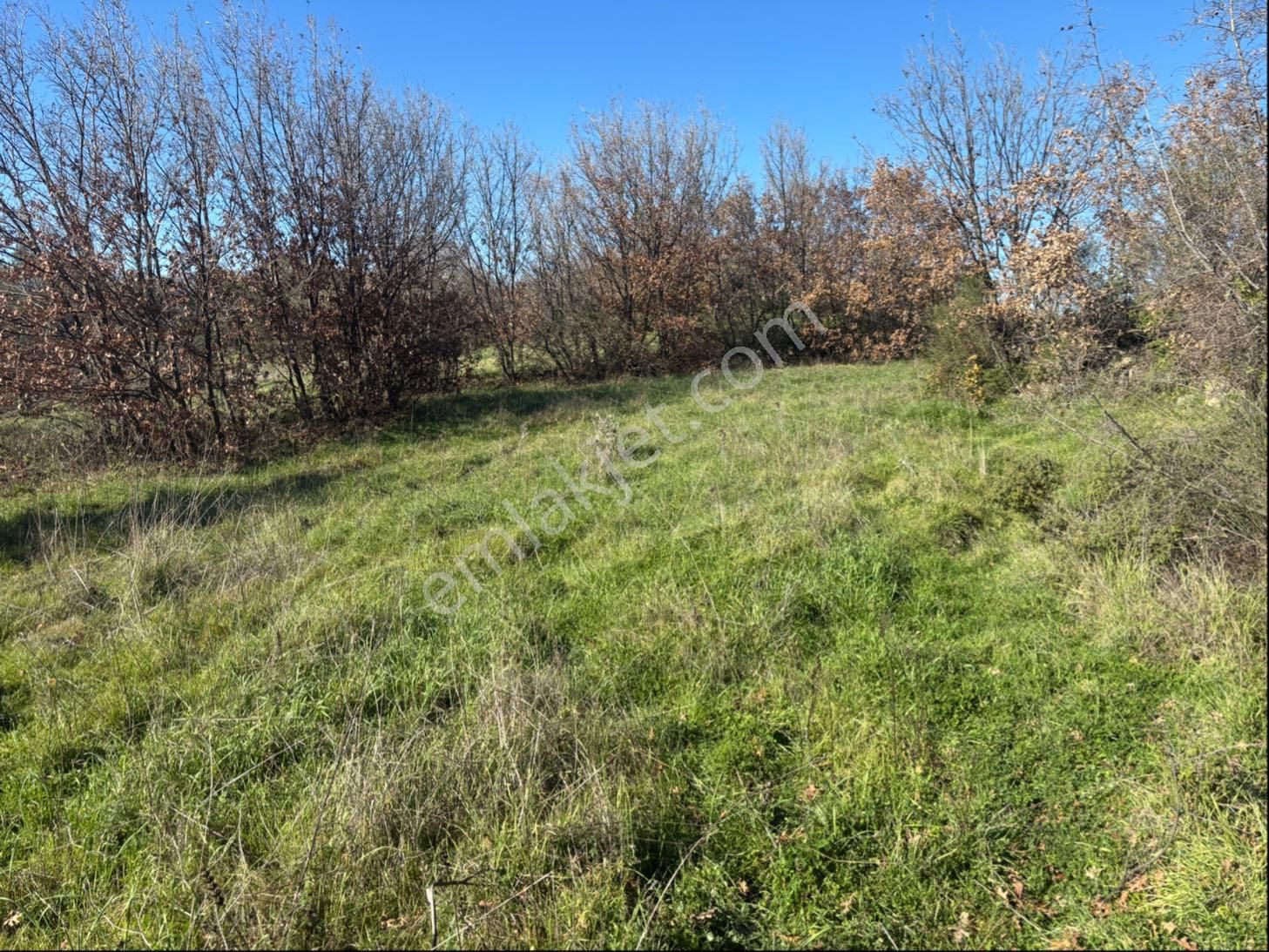 Satılık 4000 M² Zeytinli Tarla - Görsel 4