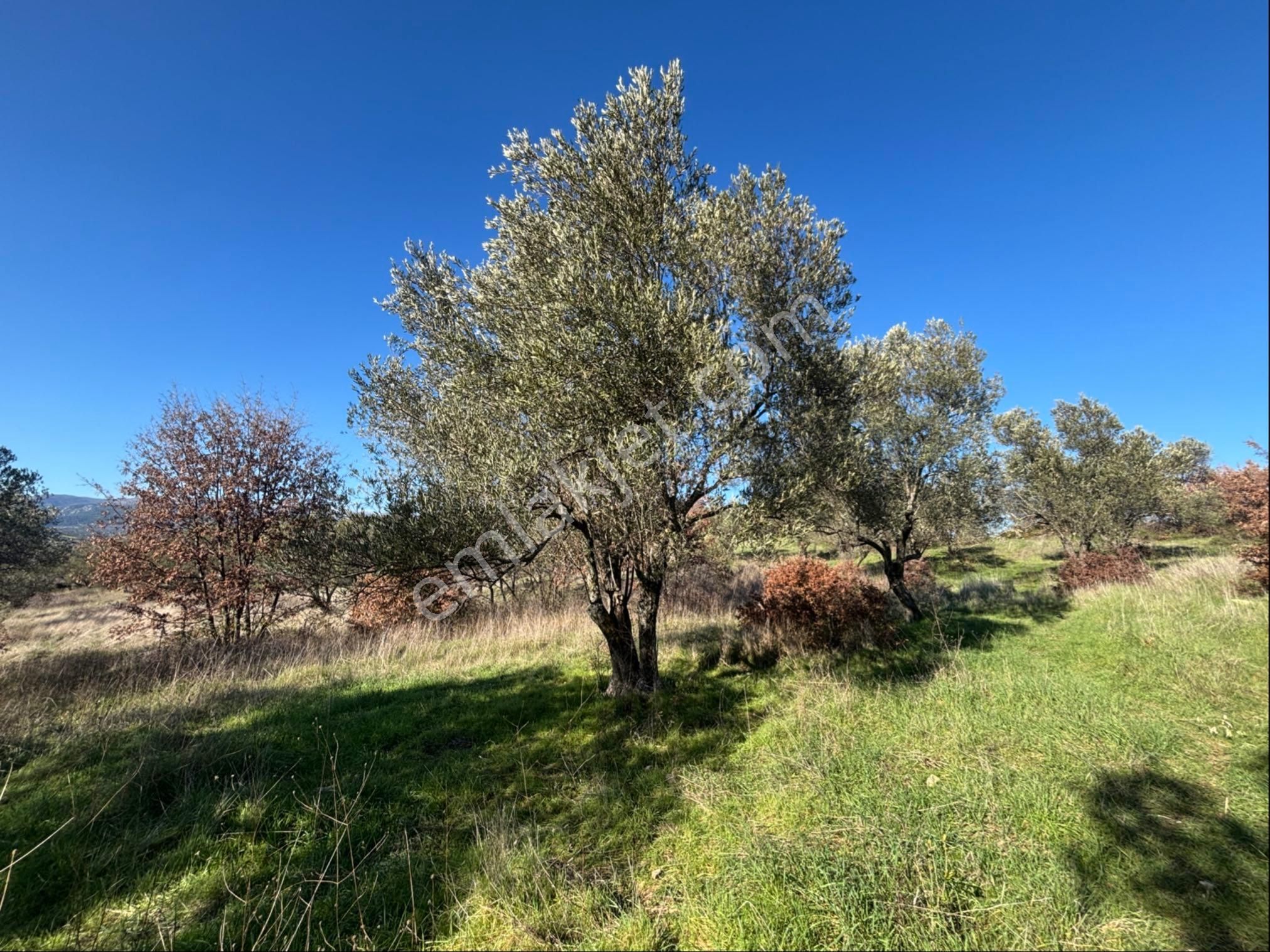 Satılık 4000 M² Zeytinli Tarla