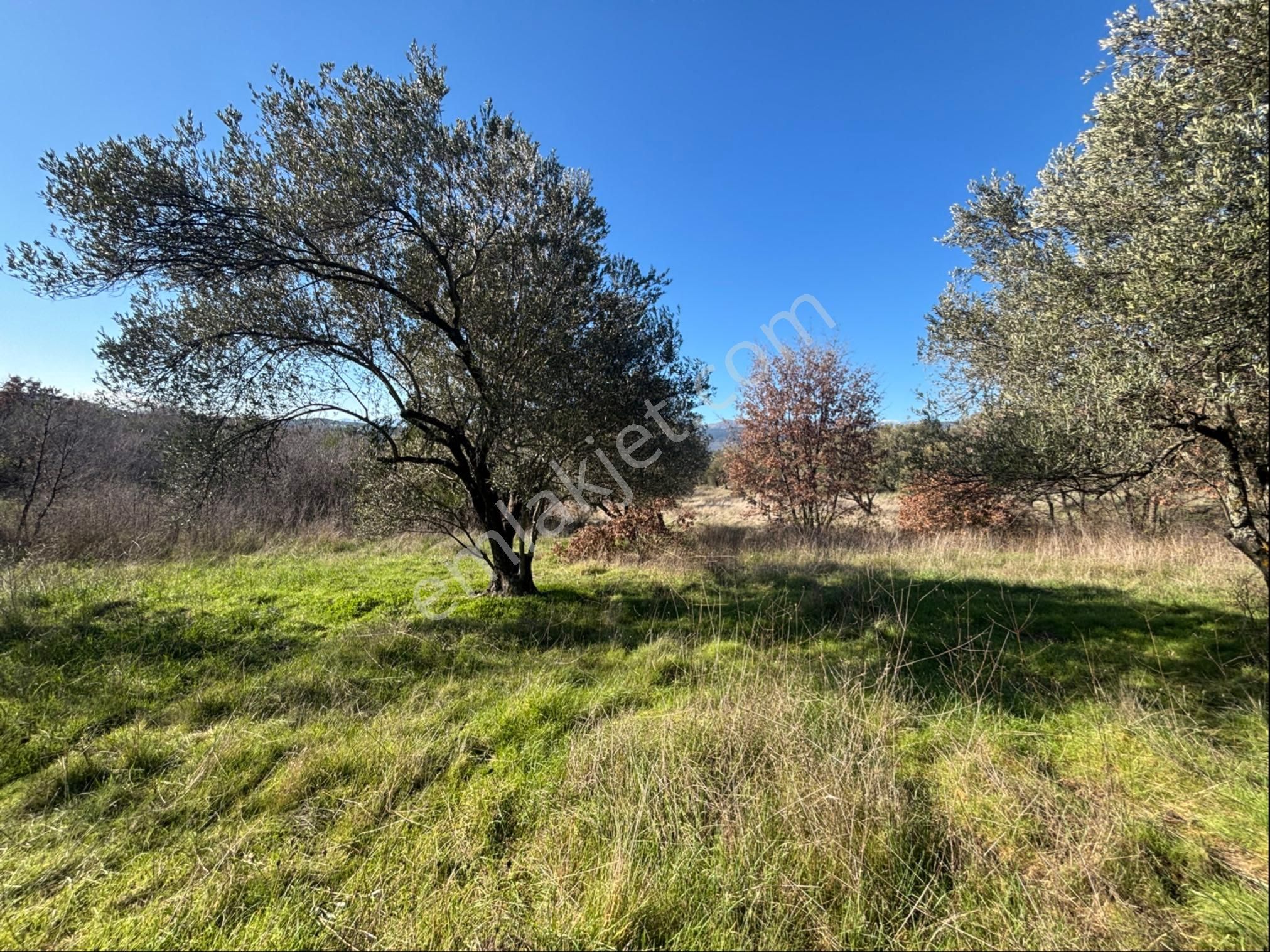 Satılık 4000 M² Zeytinli Tarla - Görsel 12