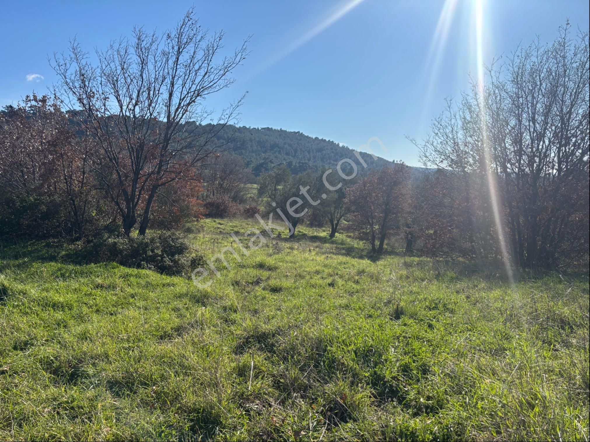 Satılık 4000 M² Zeytinli Tarla - Görsel 8