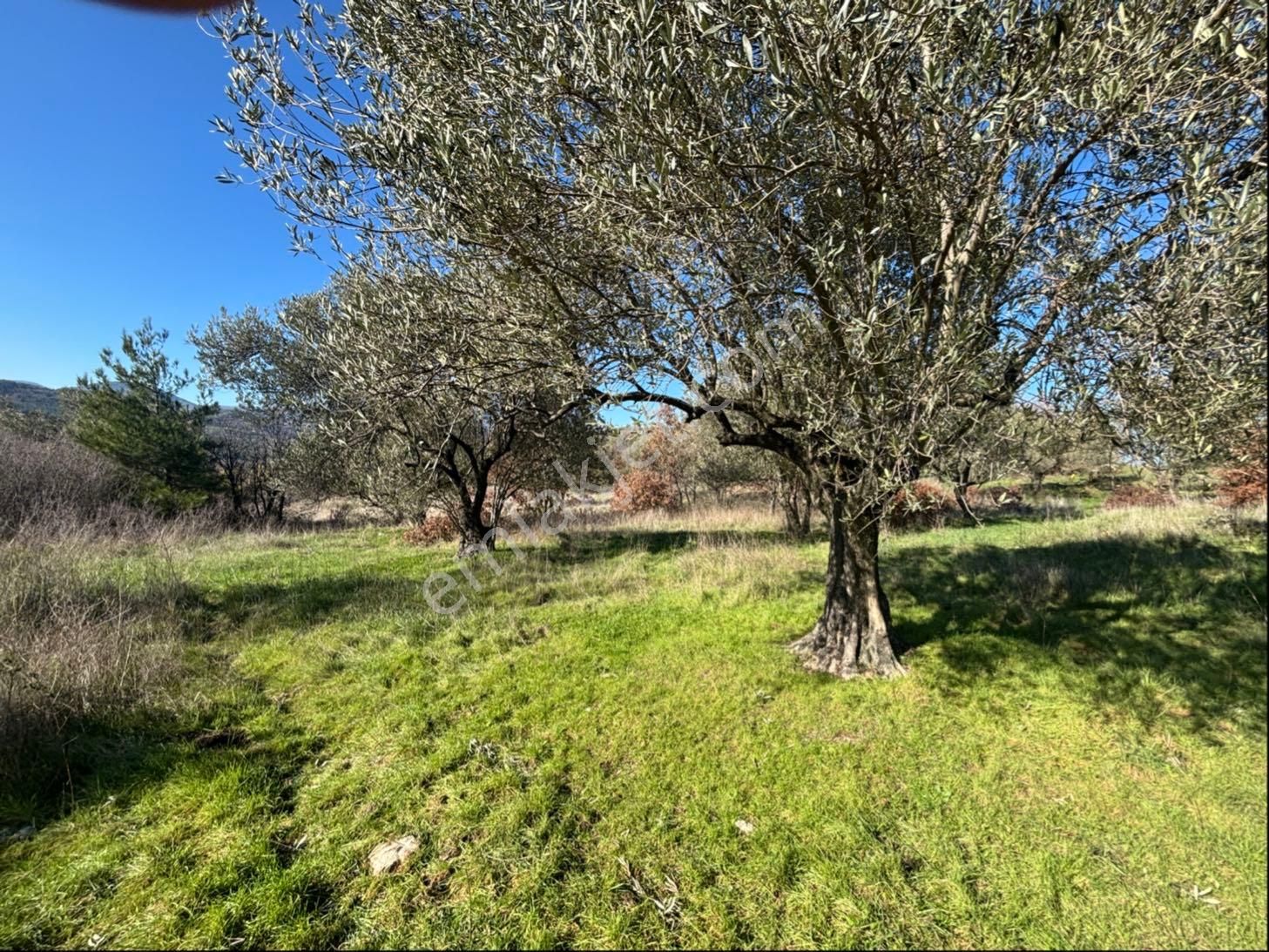 Satılık 4000 M² Zeytinli Tarla - Görsel 17