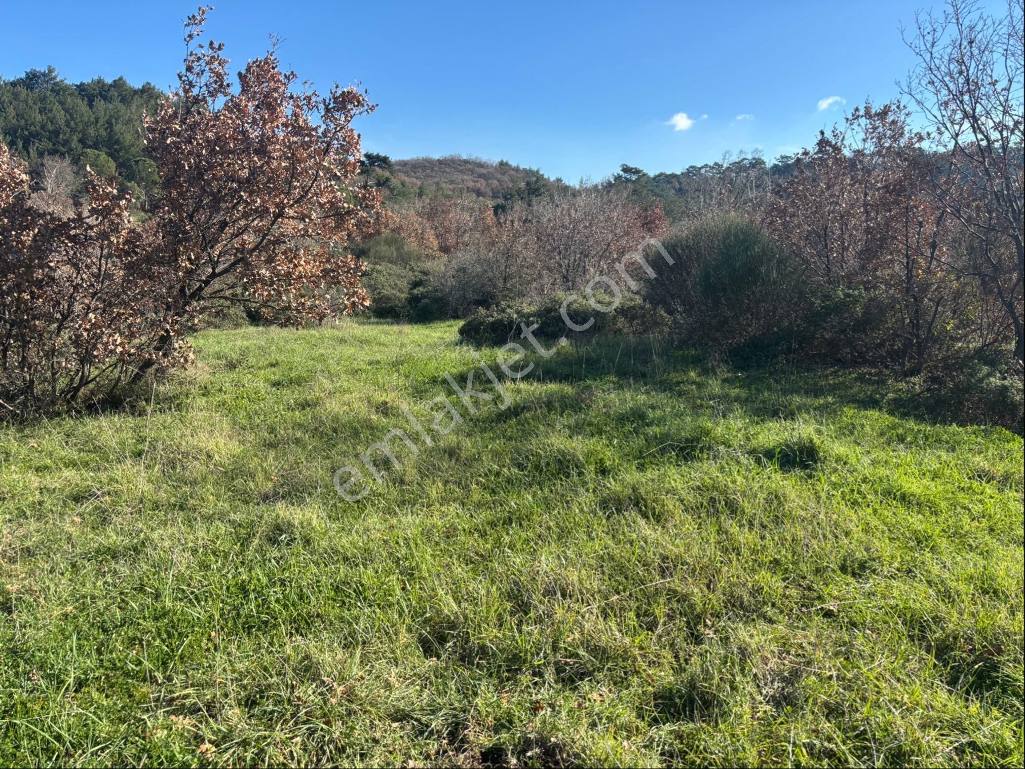 Satılık 4000 M² Zeytinli Tarla - Görsel 7