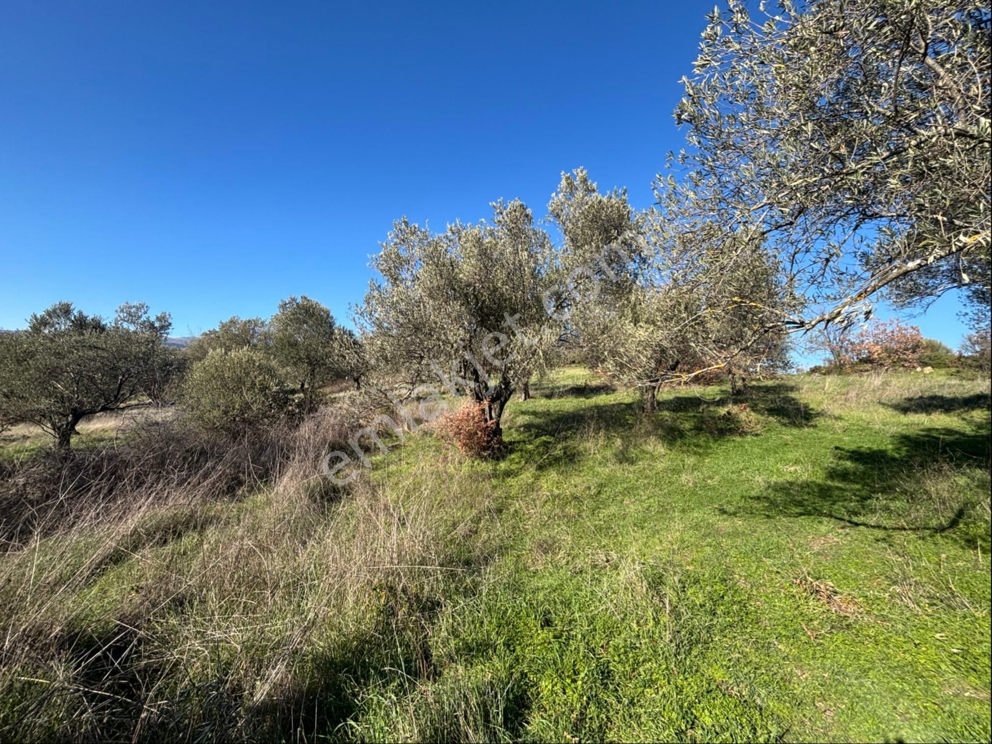 Satılık 4000 M² Zeytinli Tarla - Görsel 10